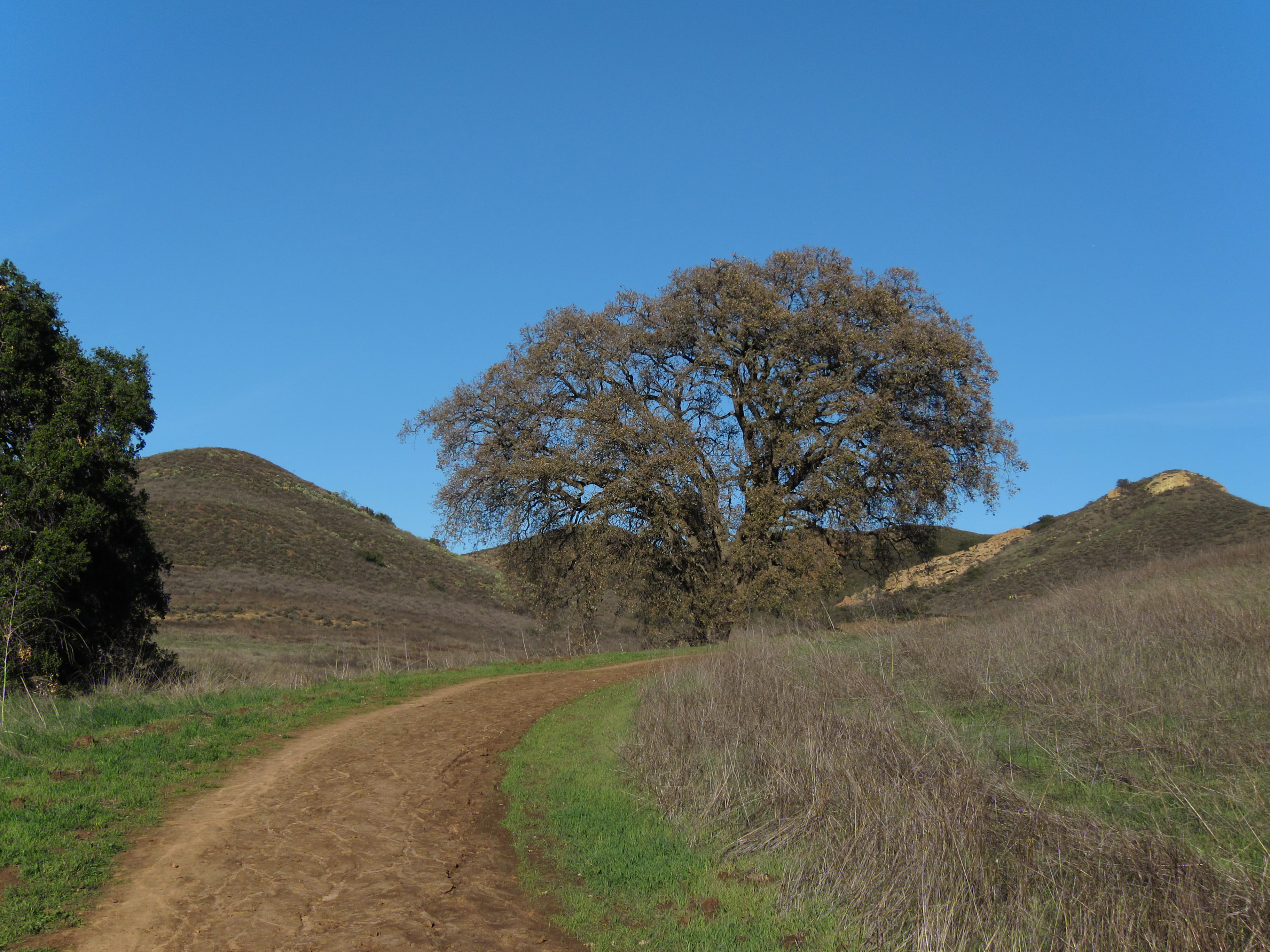Conejo Valley hiking trails December 2010 001