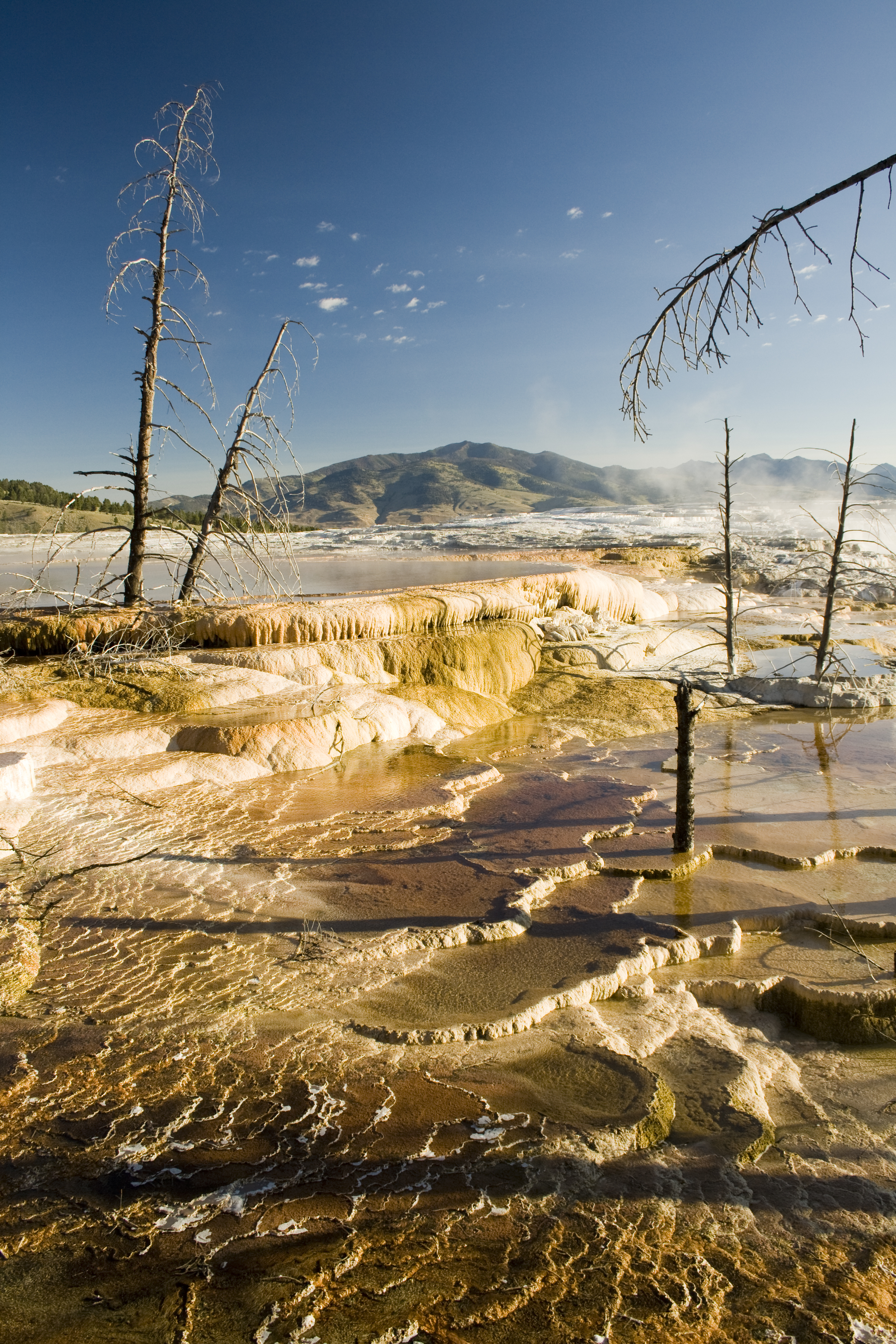 Mammoth hot springs yellowstone