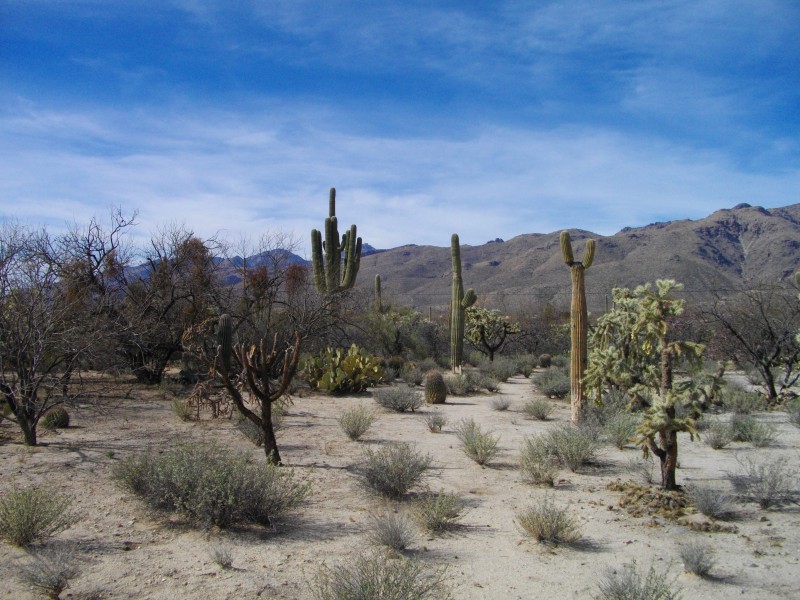Agua Caliente Park