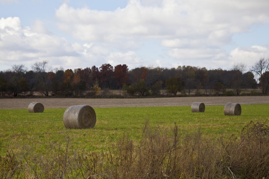 Balas redondas de paja, Walker, Indiana, Estados Unidos, 2012-10-20, DD 01