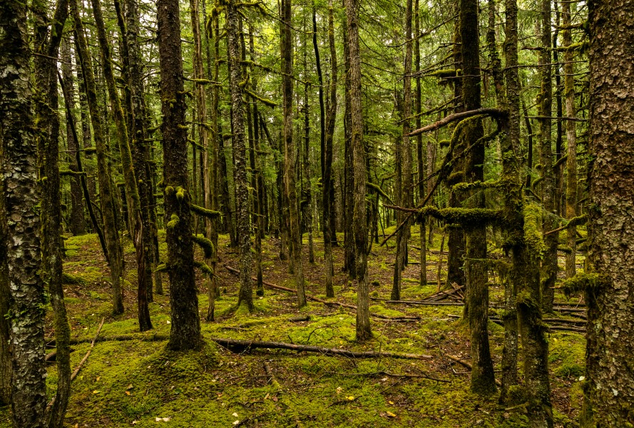 Bosque junto al glaciar Davidson, Haines, Alaska, Estados Unidos, 2017-08-18, DD 51