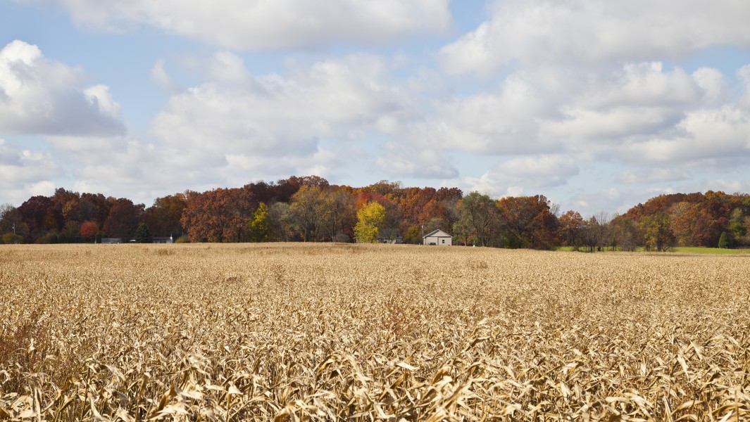 Campo de maiz, Walker, Indiana, Estados Unidos, 2012-10-20, DD 05