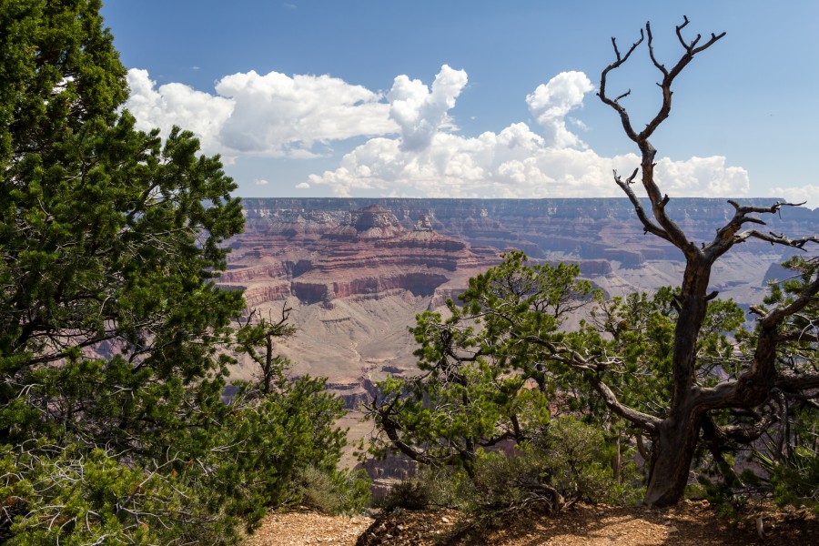 Grand Canyon (Arizona, USA), South Rim nahe Tusayan -- 2012 -- 5892