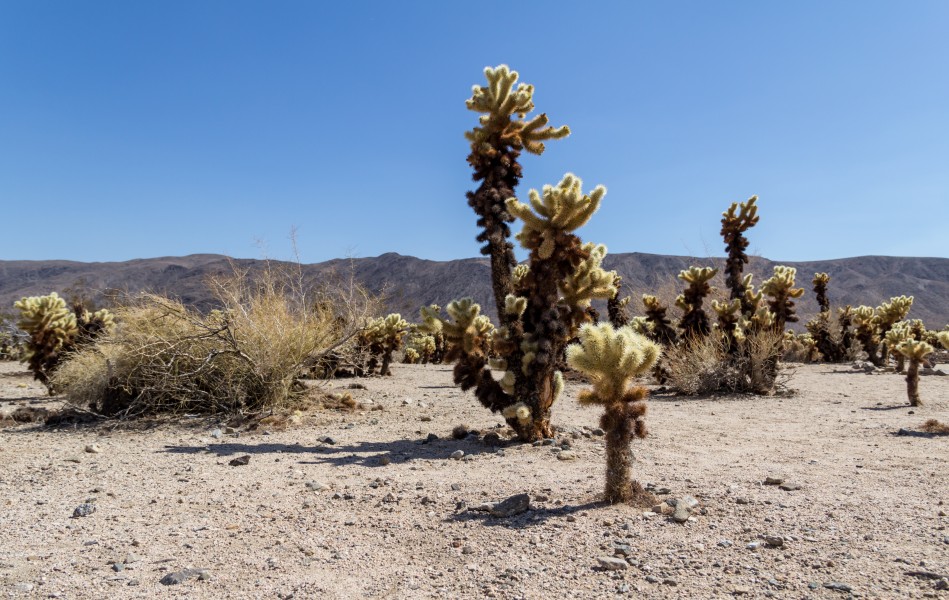 Joshua Tree National Park (California, USA) -- 2012 -- 20
