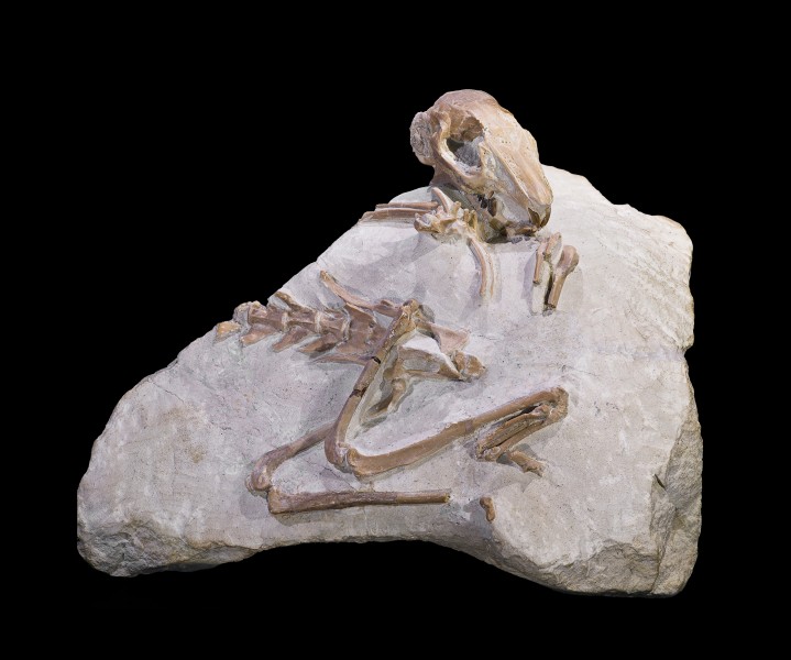 Paleolagus
