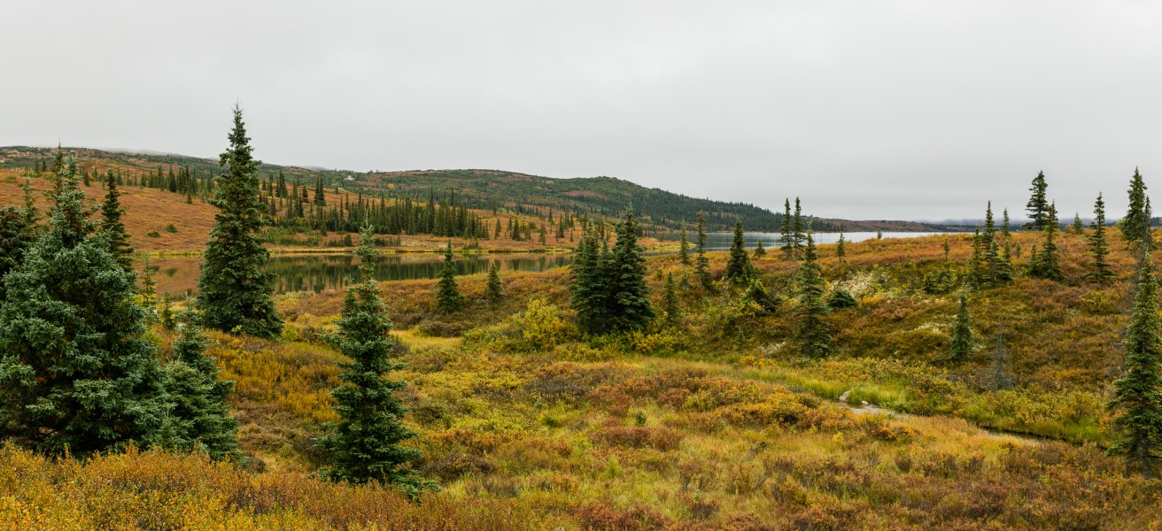 Parque nacional y reserva Denali, Alaska, Estados Unidos, 2017-08-30, DD 51