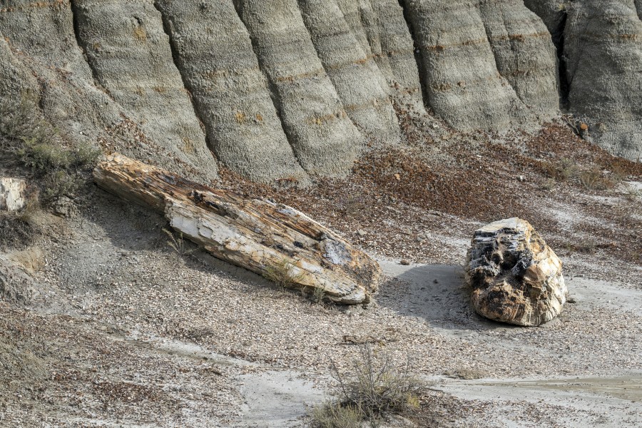 Petrified wood Theodore Roosevelt NP ND1