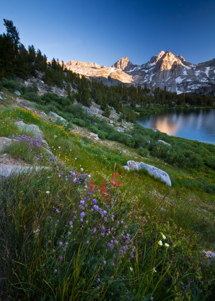 Rae Lakes Wildflowers II (6191188206)