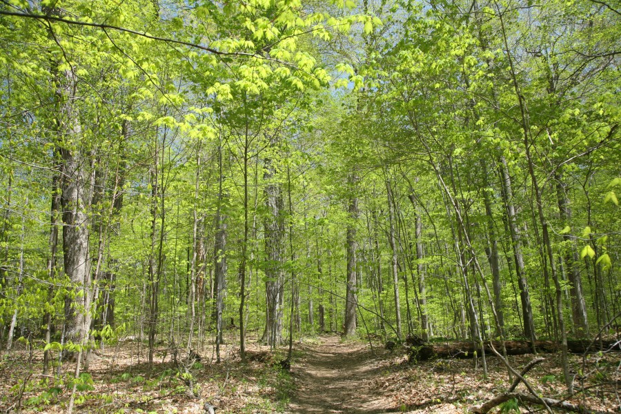 Turkey Run SP, IN 2