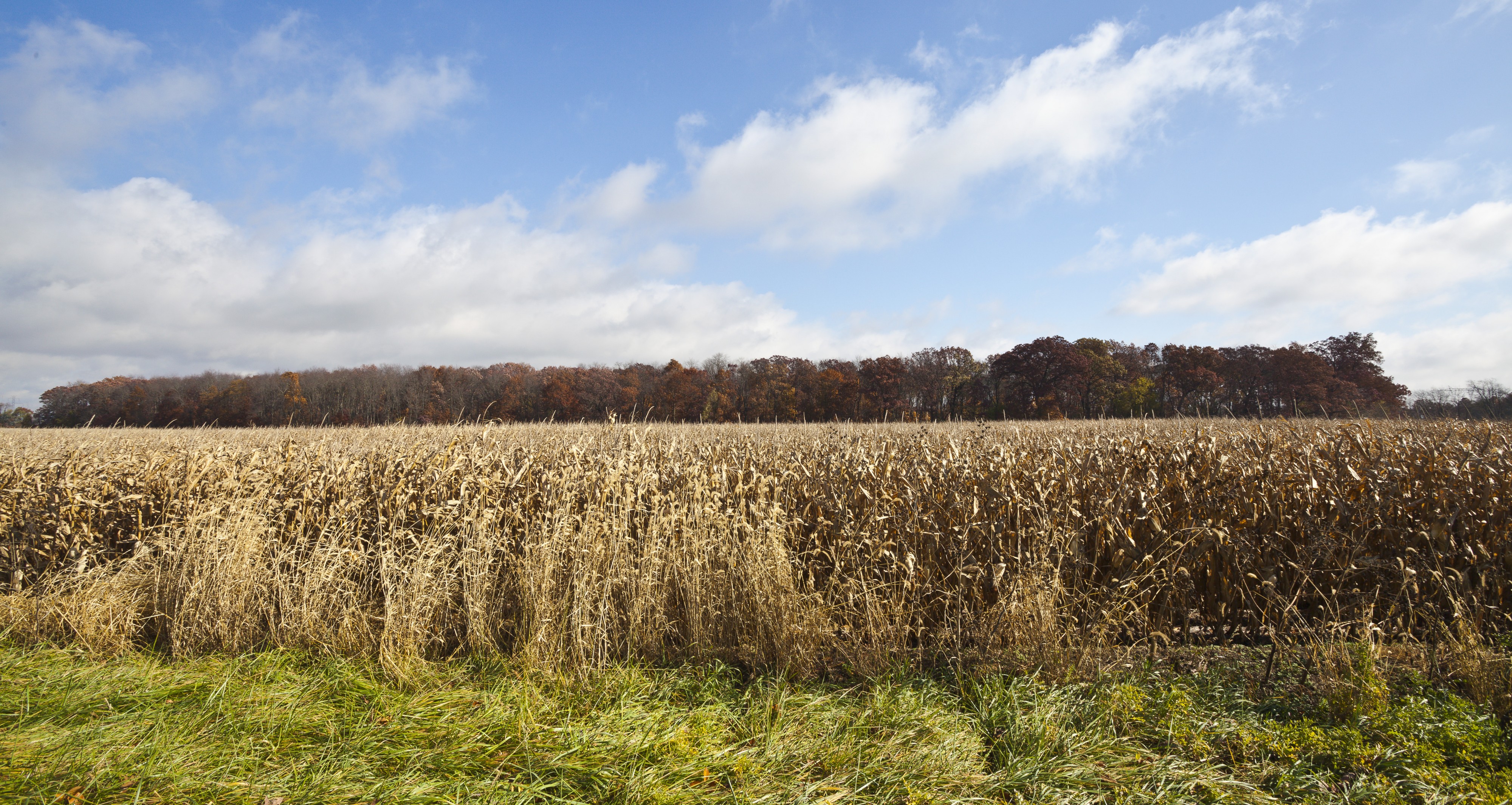 Campo de maiz, Walker, Indiana, Estados Unidos, 2012-10-20, DD 02