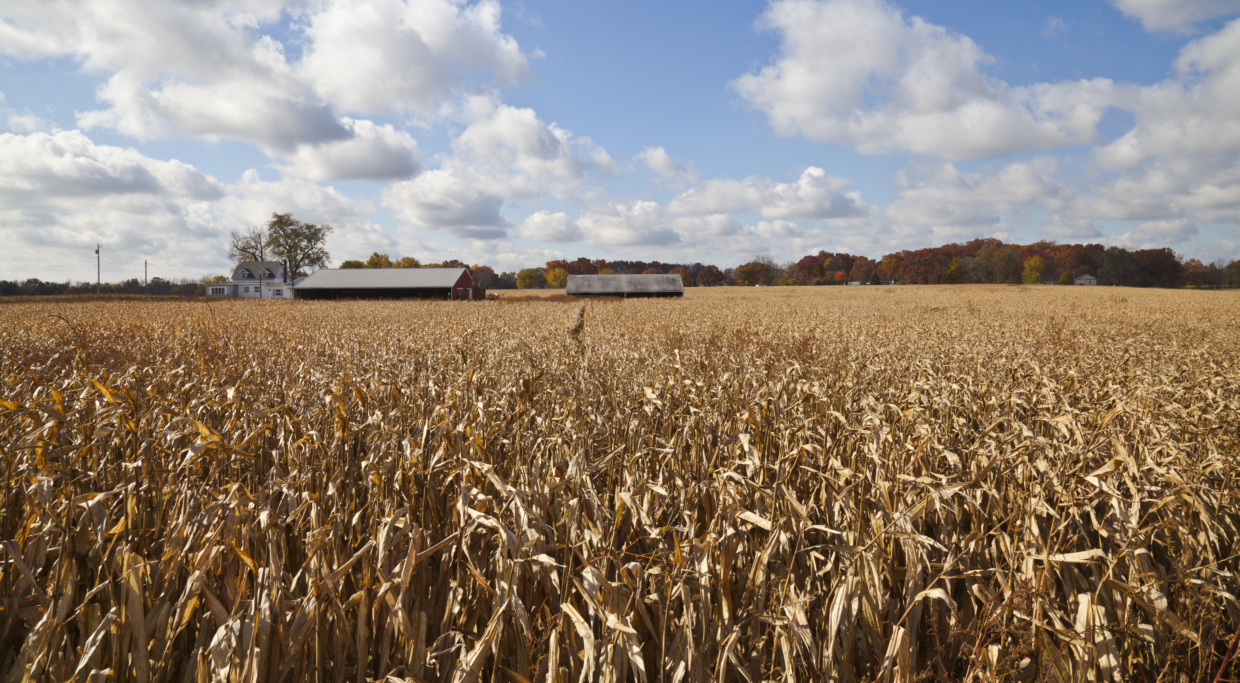 Campo de maiz, Walker, Indiana, Estados Unidos, 2012-10-20, DD 03