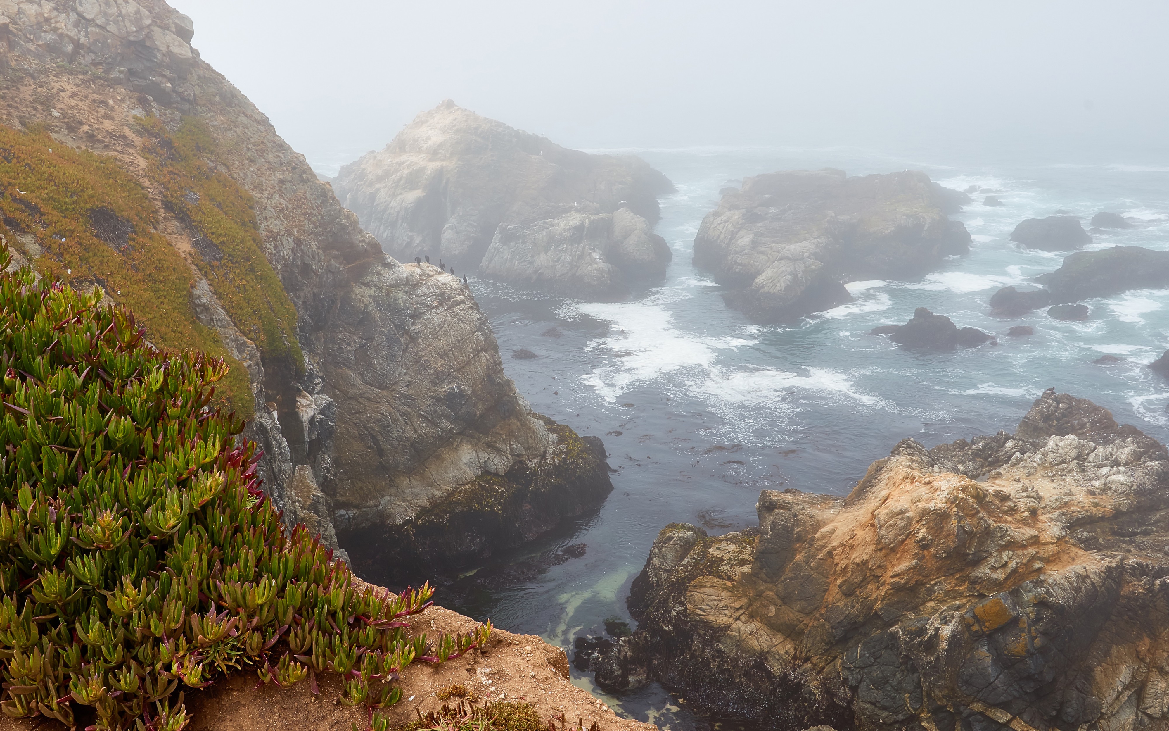 Rocks at Bodega Head on a foggy morning
