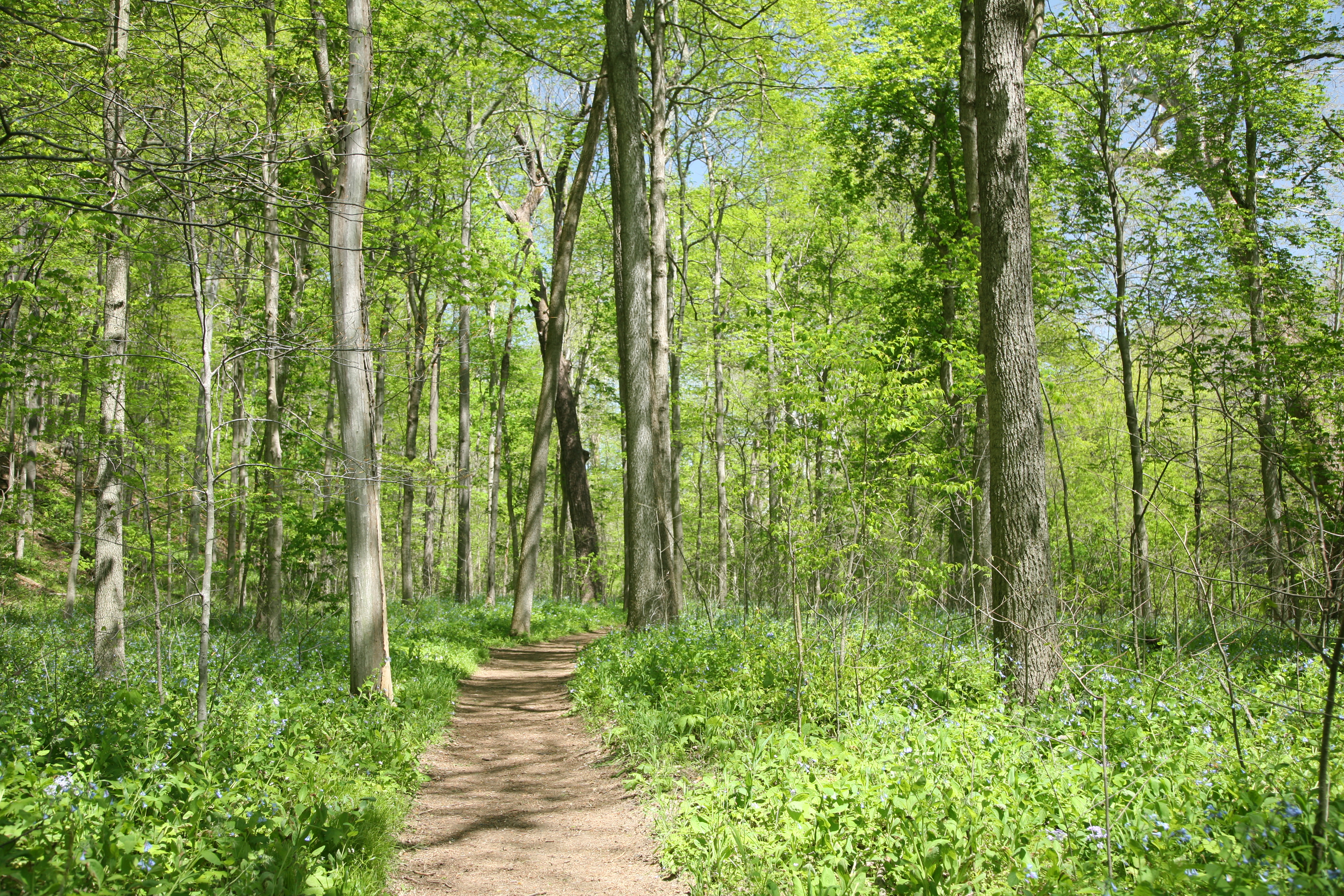 Turkey Run SP, IN 1