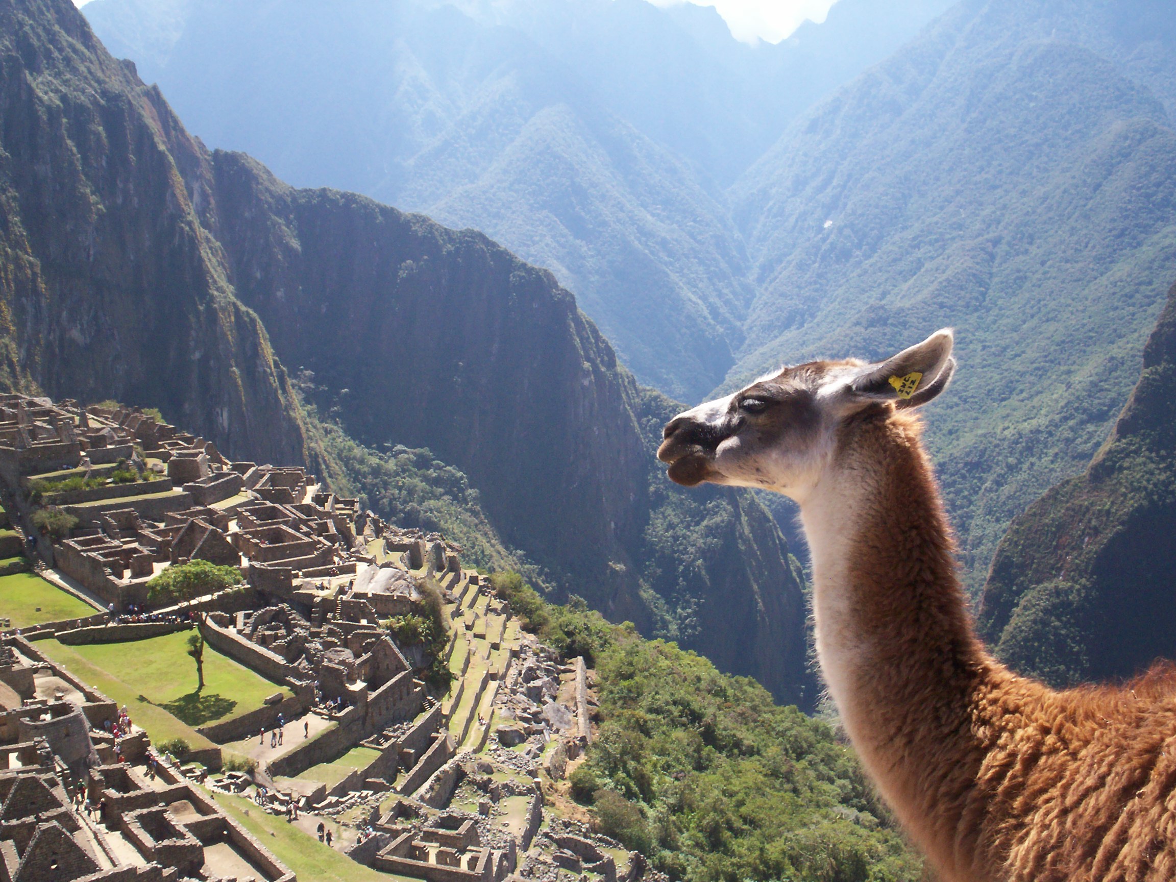a lama in Machu Picchu