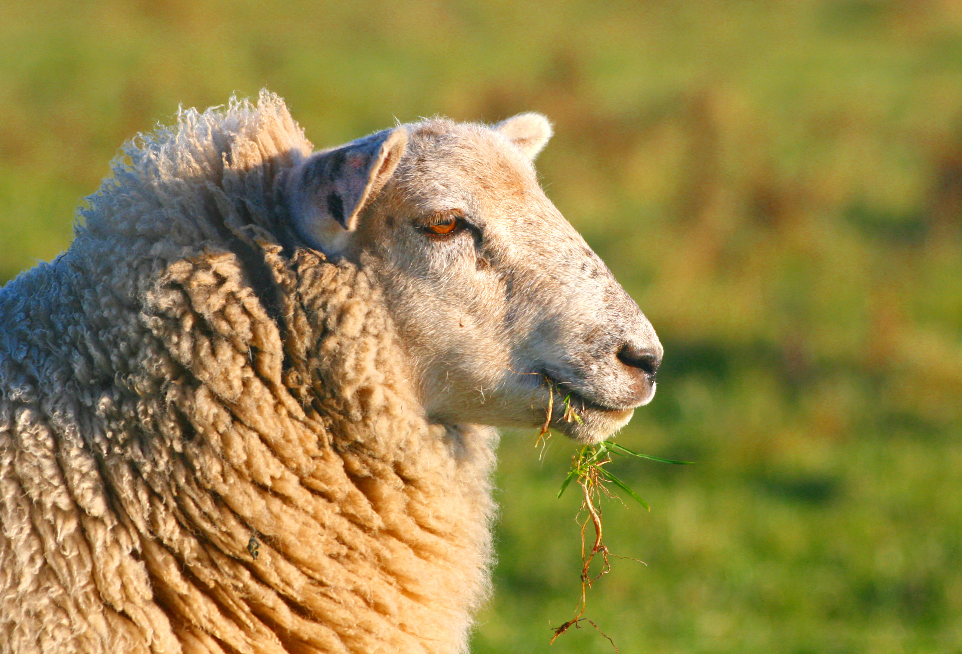 Sheep, Holy Island