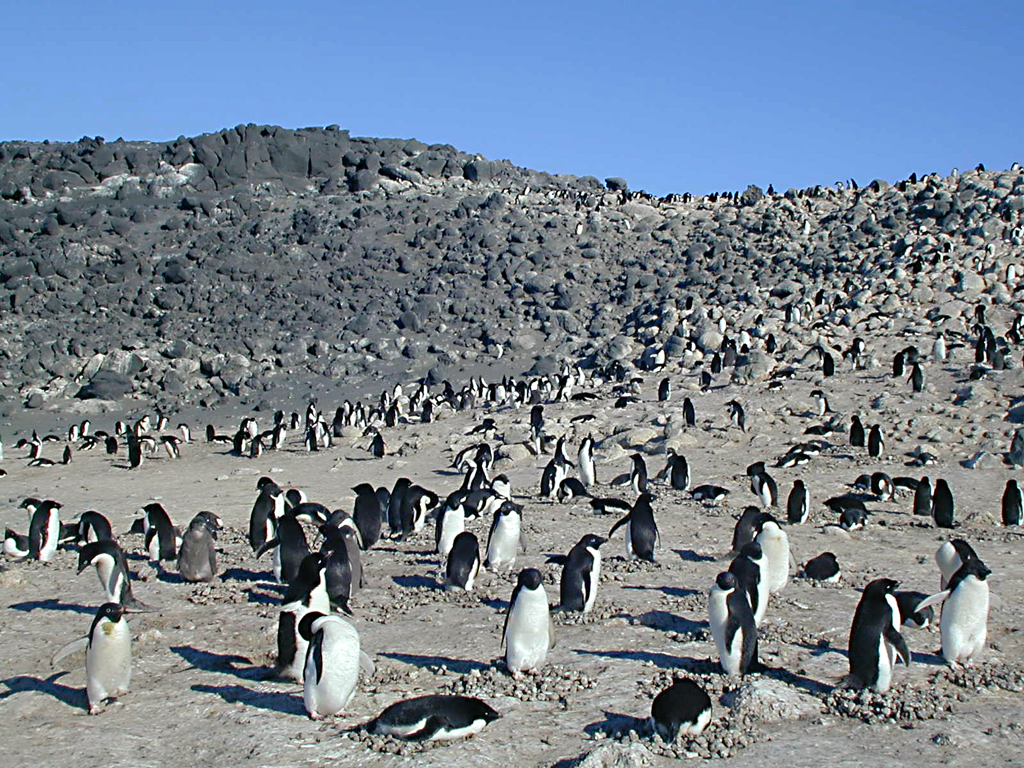 Colony of Adelie Penguin at Cape Royds