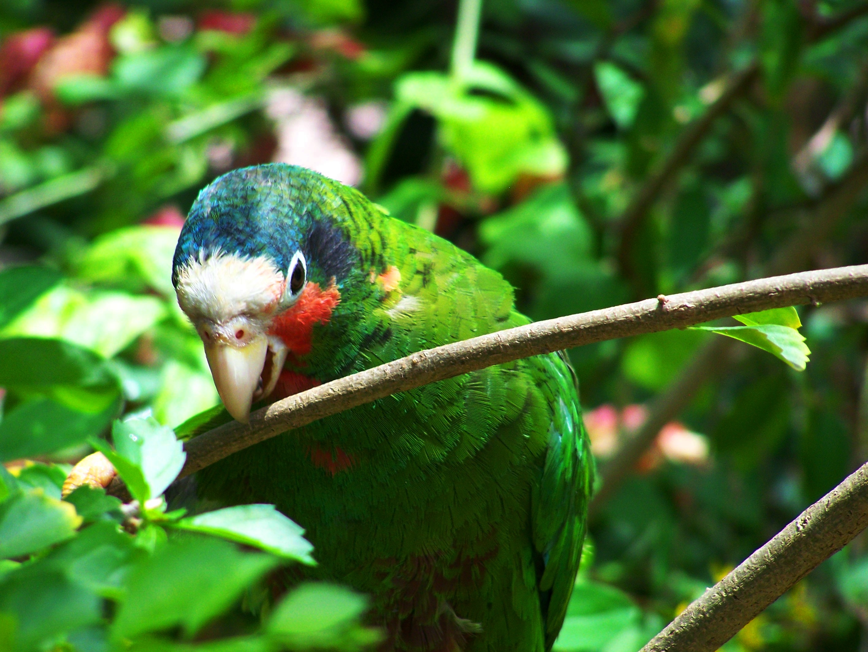 Cuban Amazon Parrot Grand Cayman Island
