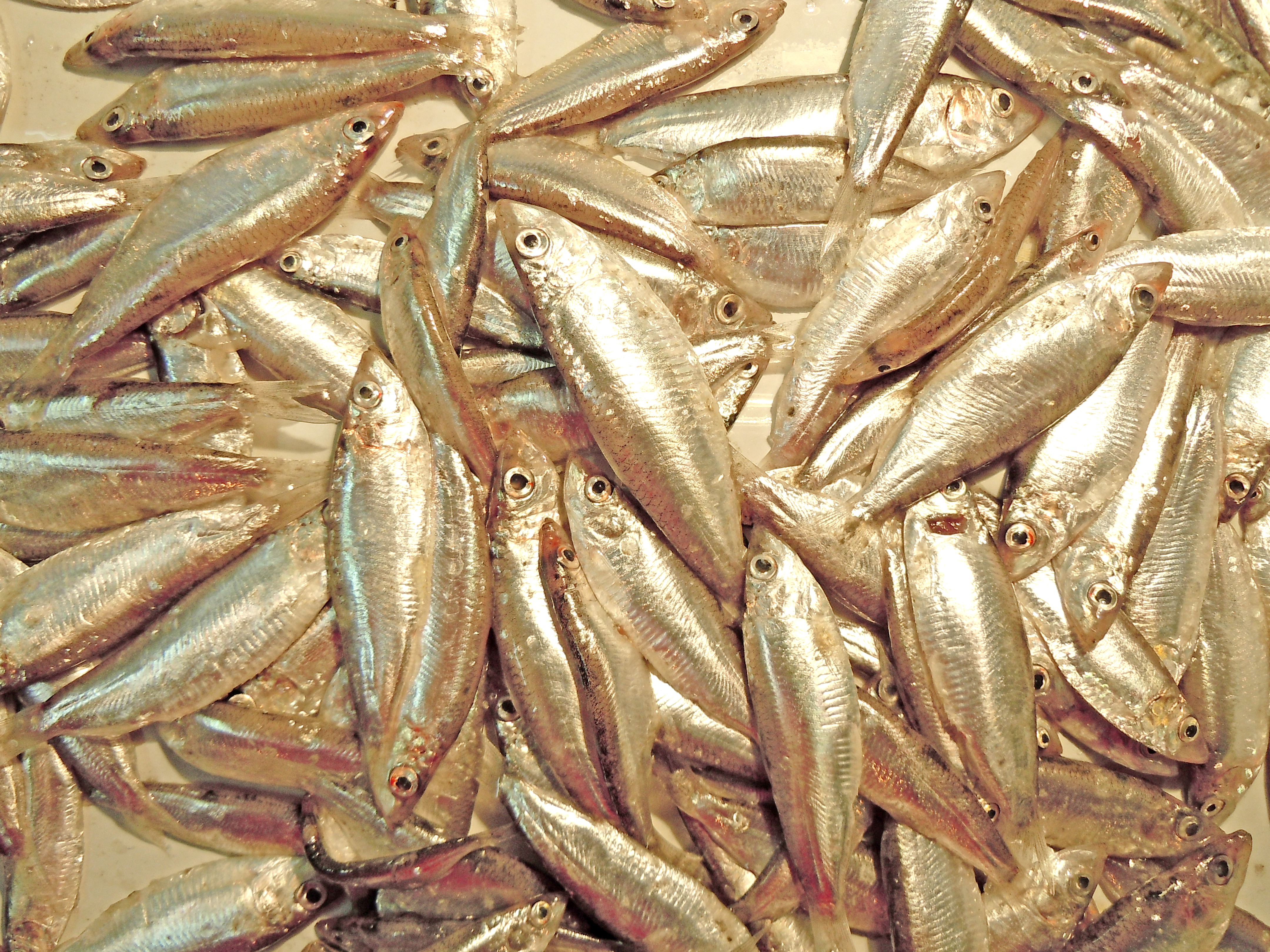 Black Sea sprat (Clupeonella cultriventris) - 1
