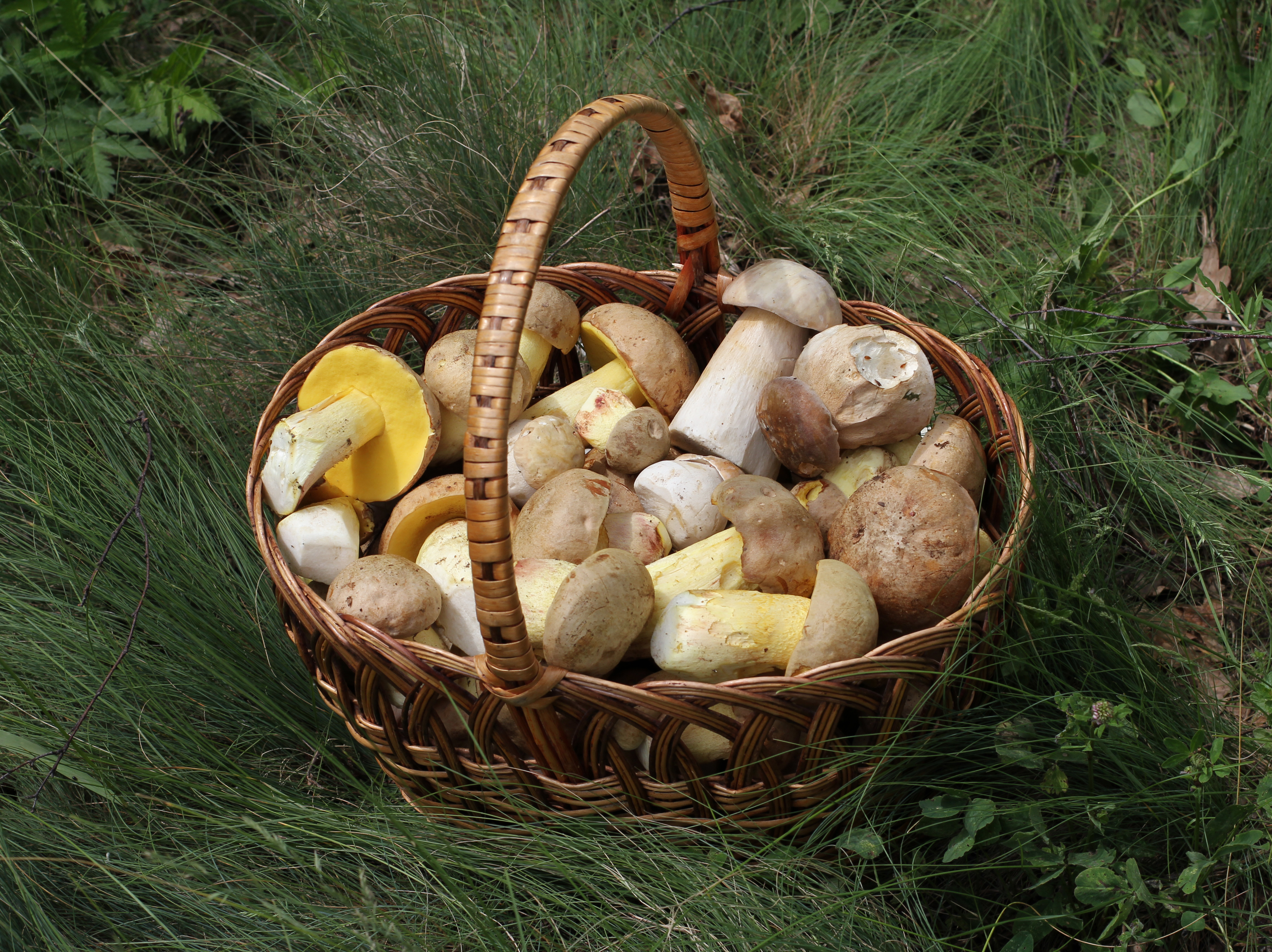 Edible fungi in basket 2012 G1