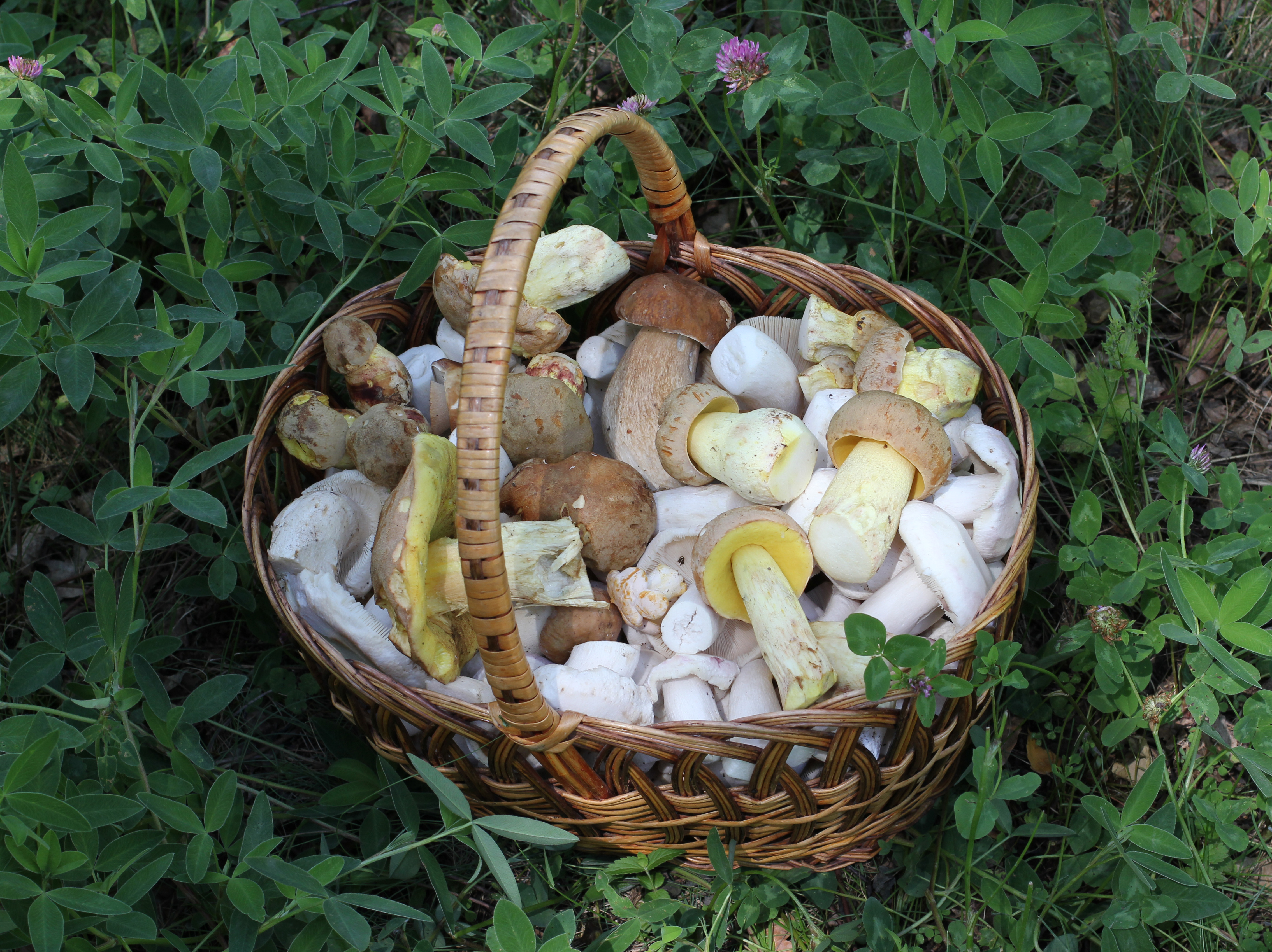 Edible fungi in basket 2012 G2