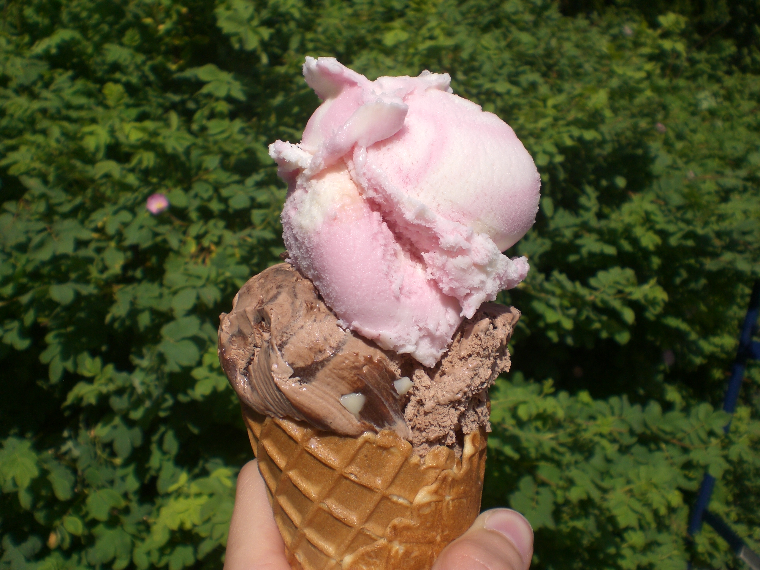 Europa-Rosarium-Rosen-Eis-2