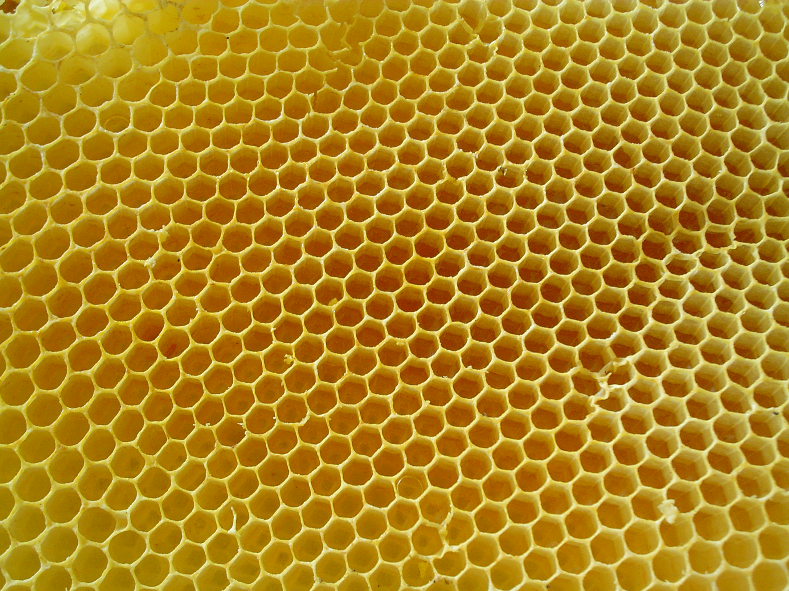 Honeycombs-rayons-de-miel-2