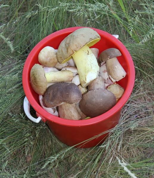 Edible fungi in bucket 2011 G1