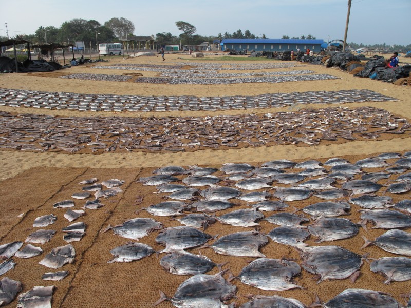 Negombo beach, drying fish (001)
