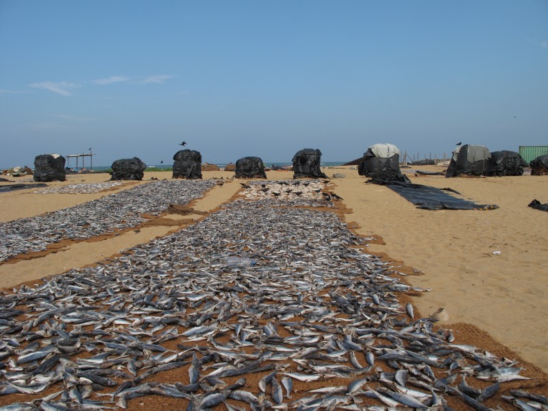 Negombo beach, drying fish (002)