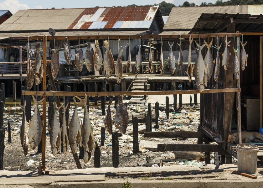 Sandakan Sabah Drying-fishes-in Tanah-Merah-01