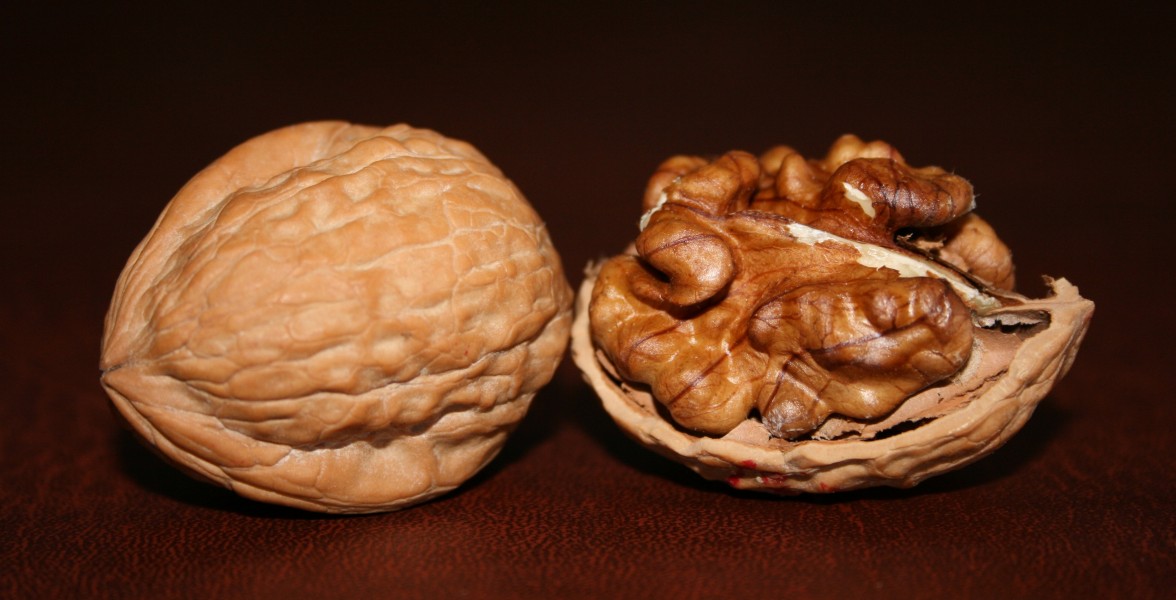 Two English Walnuts
