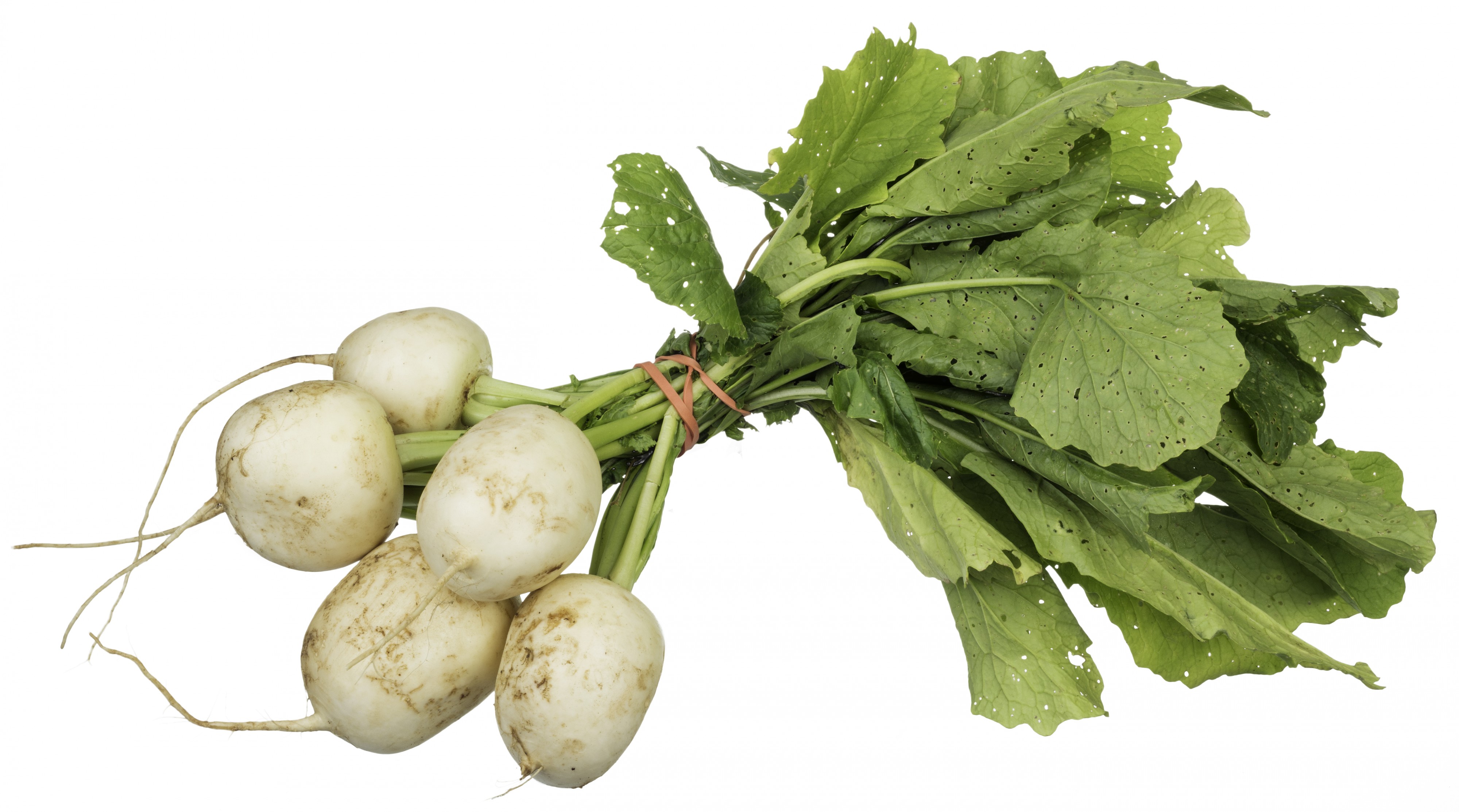 CSA-Tokyo-Turnips