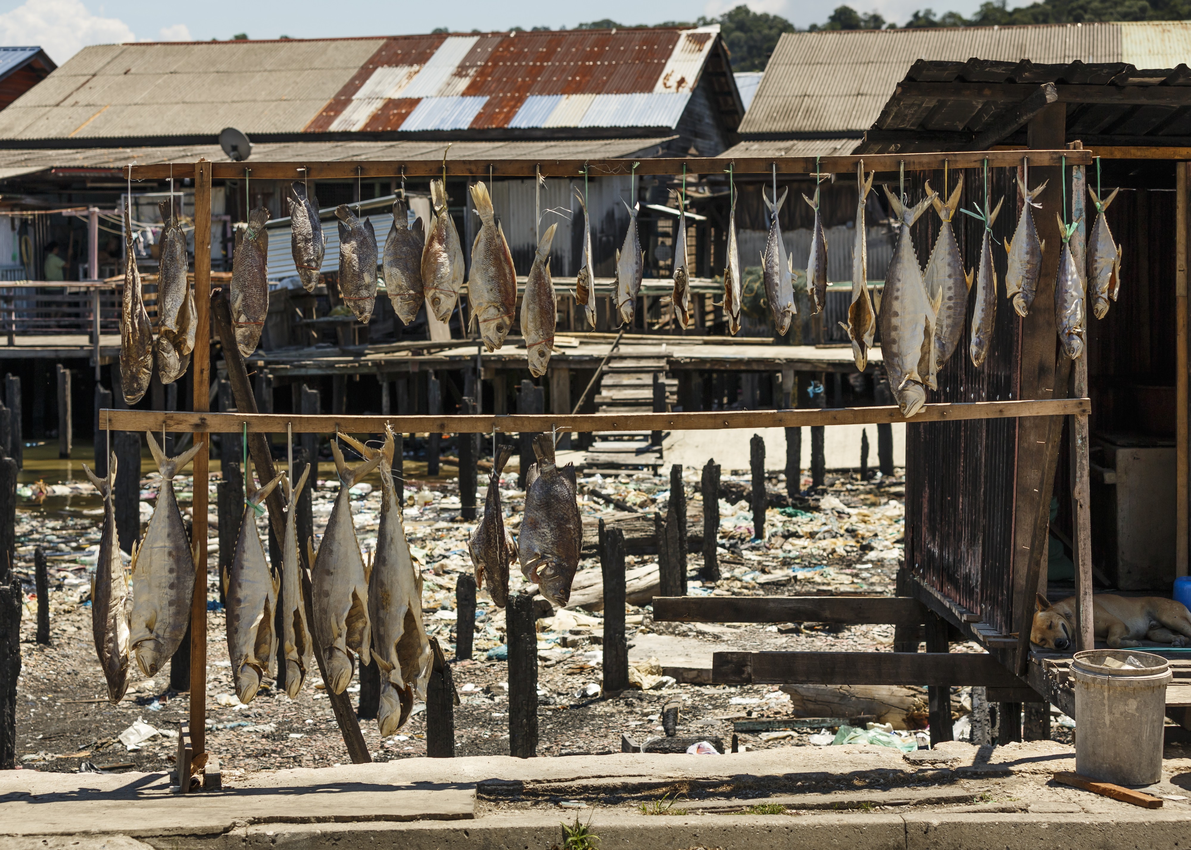 Sandakan Sabah Drying-fishes-in Tanah-Merah-01