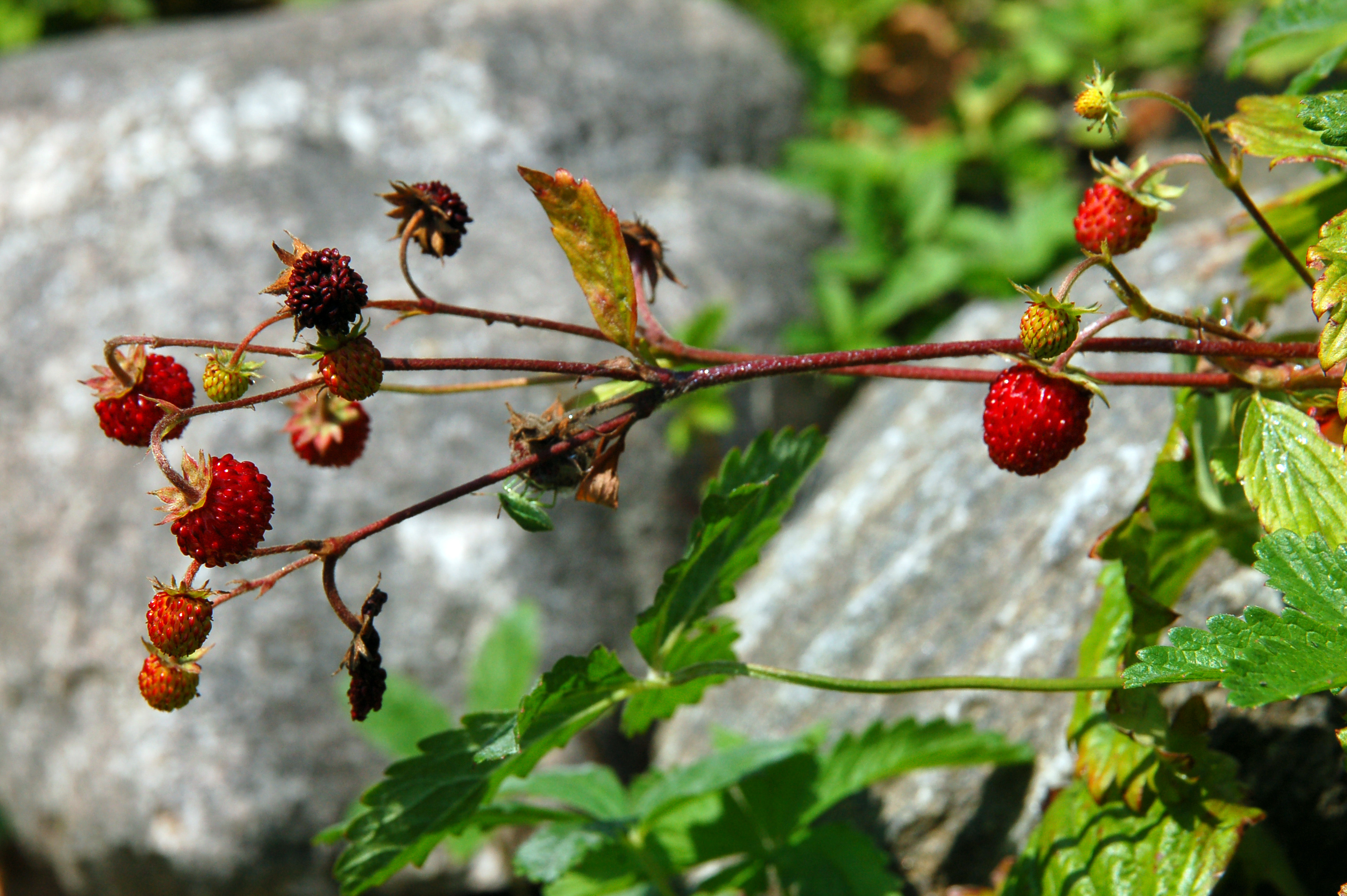 2009-06-30-niederfinow-by-RalfR-16