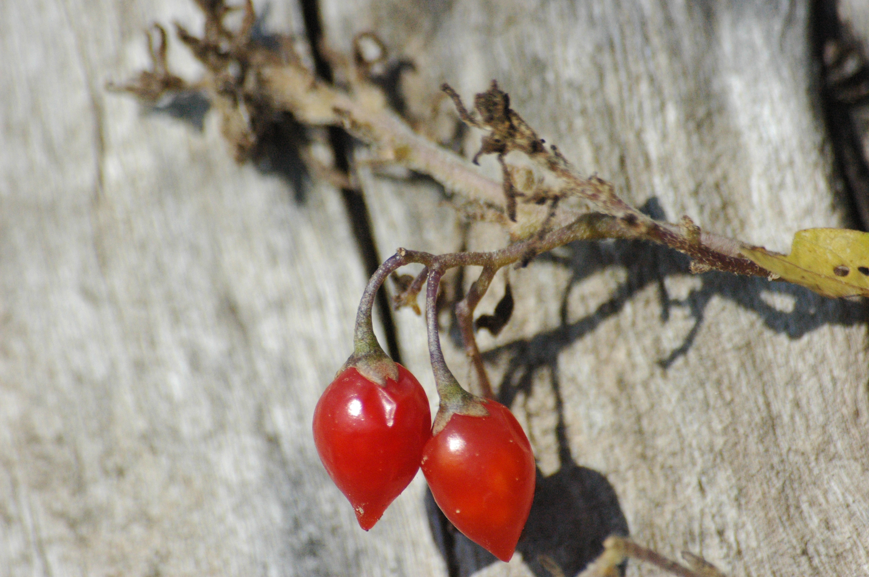 2009-09-27 (11) Beeren