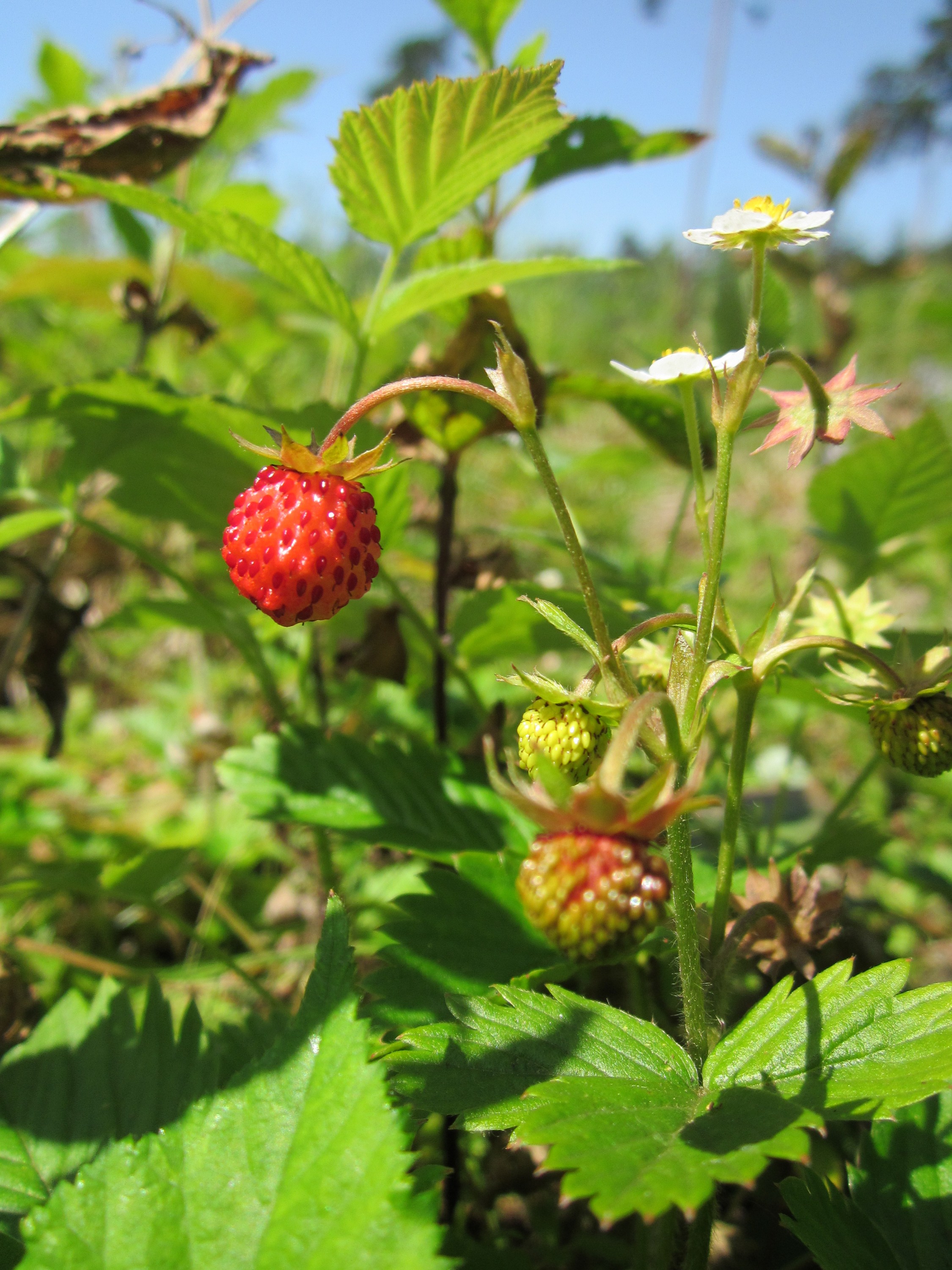 20130618Walderdbeere Schwetzinger Hardt3