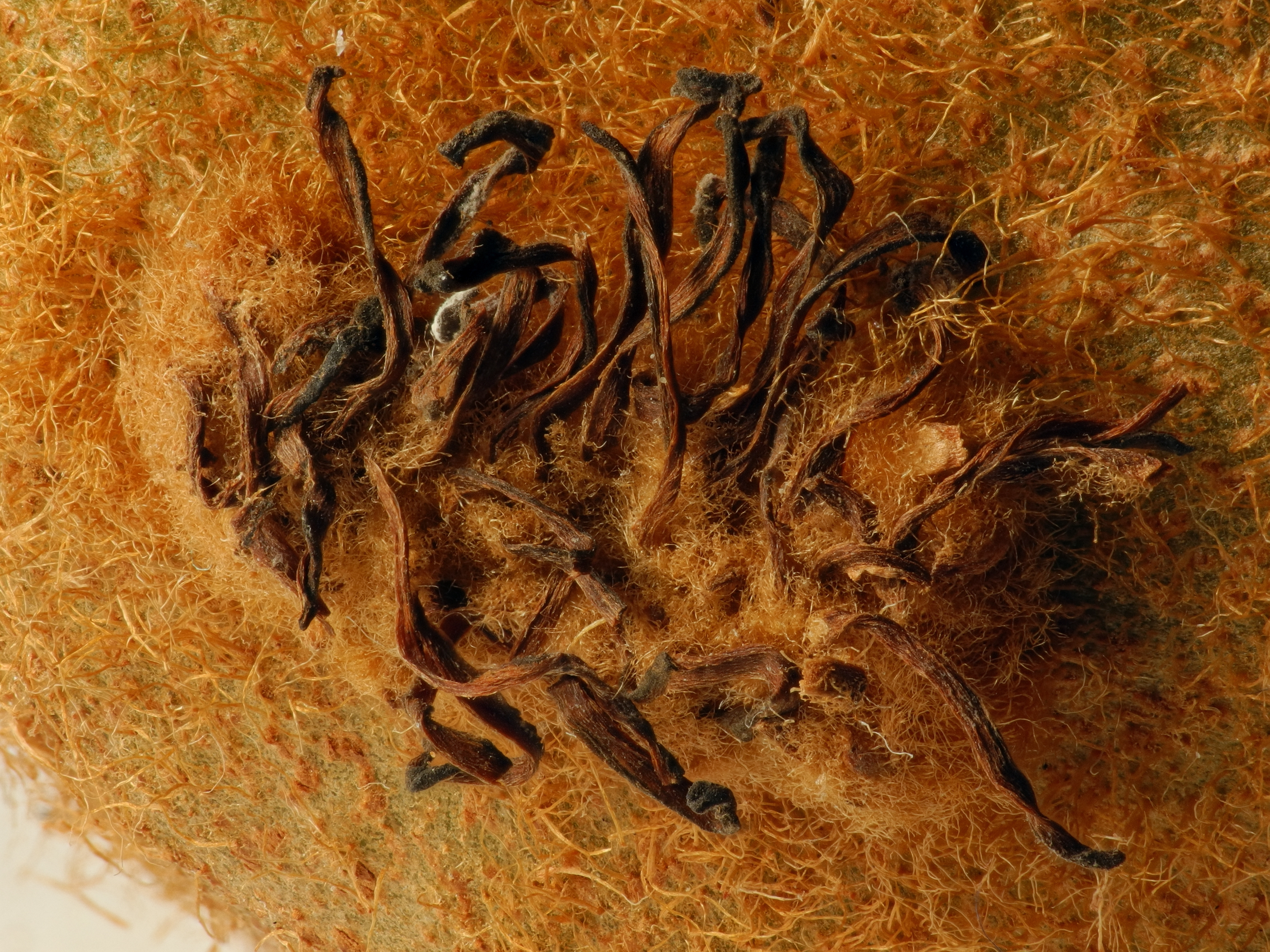 2013-12-22 21-58-12 Kiwifruit-37f