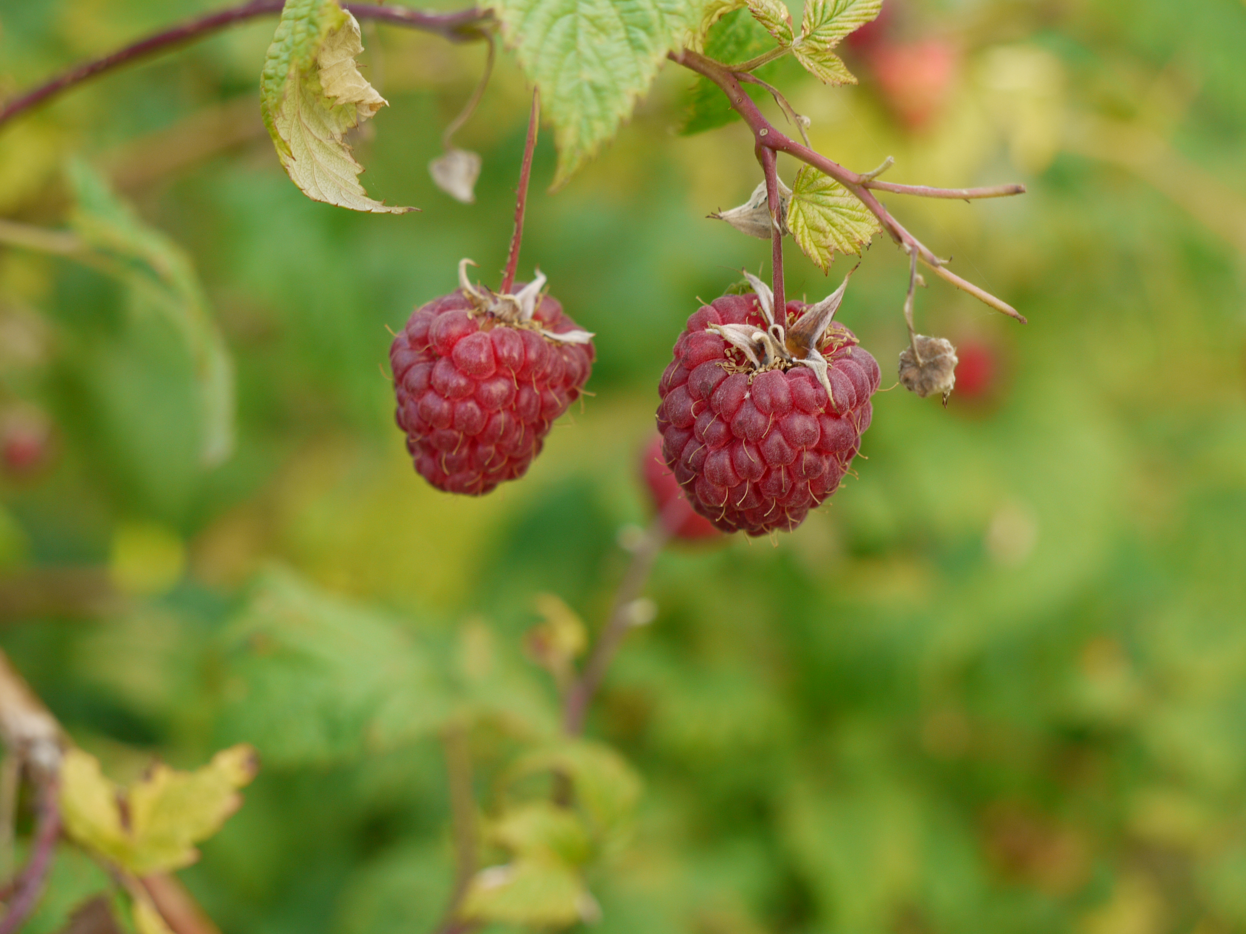 2 Reife Himbeeren