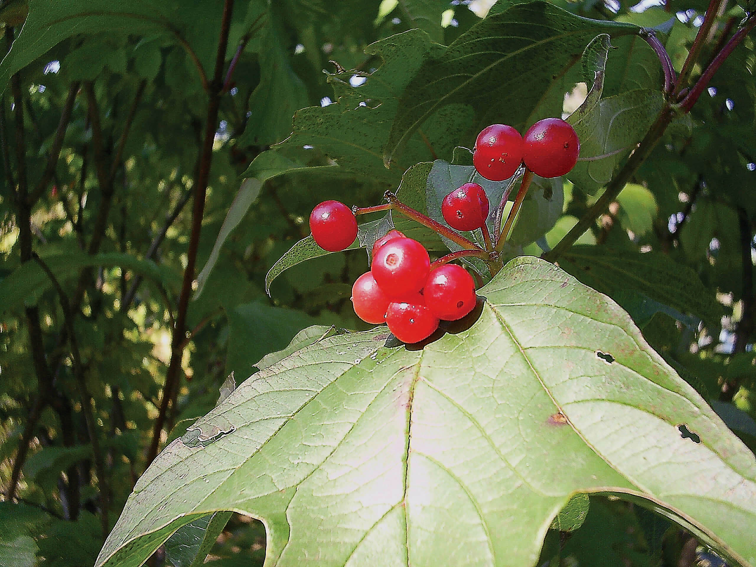 9 berries Viburnum in October 2008