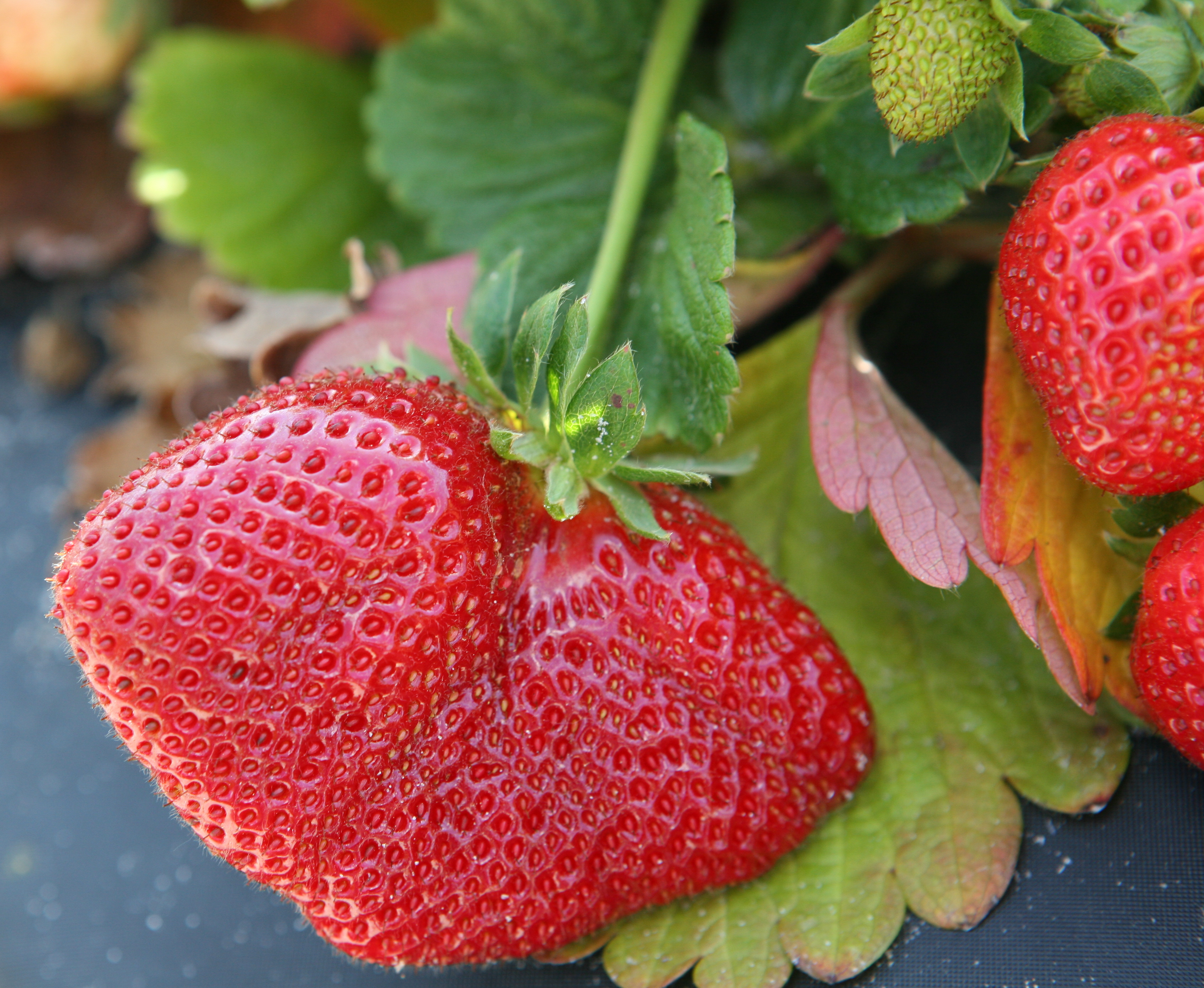 A big pappy strawberry