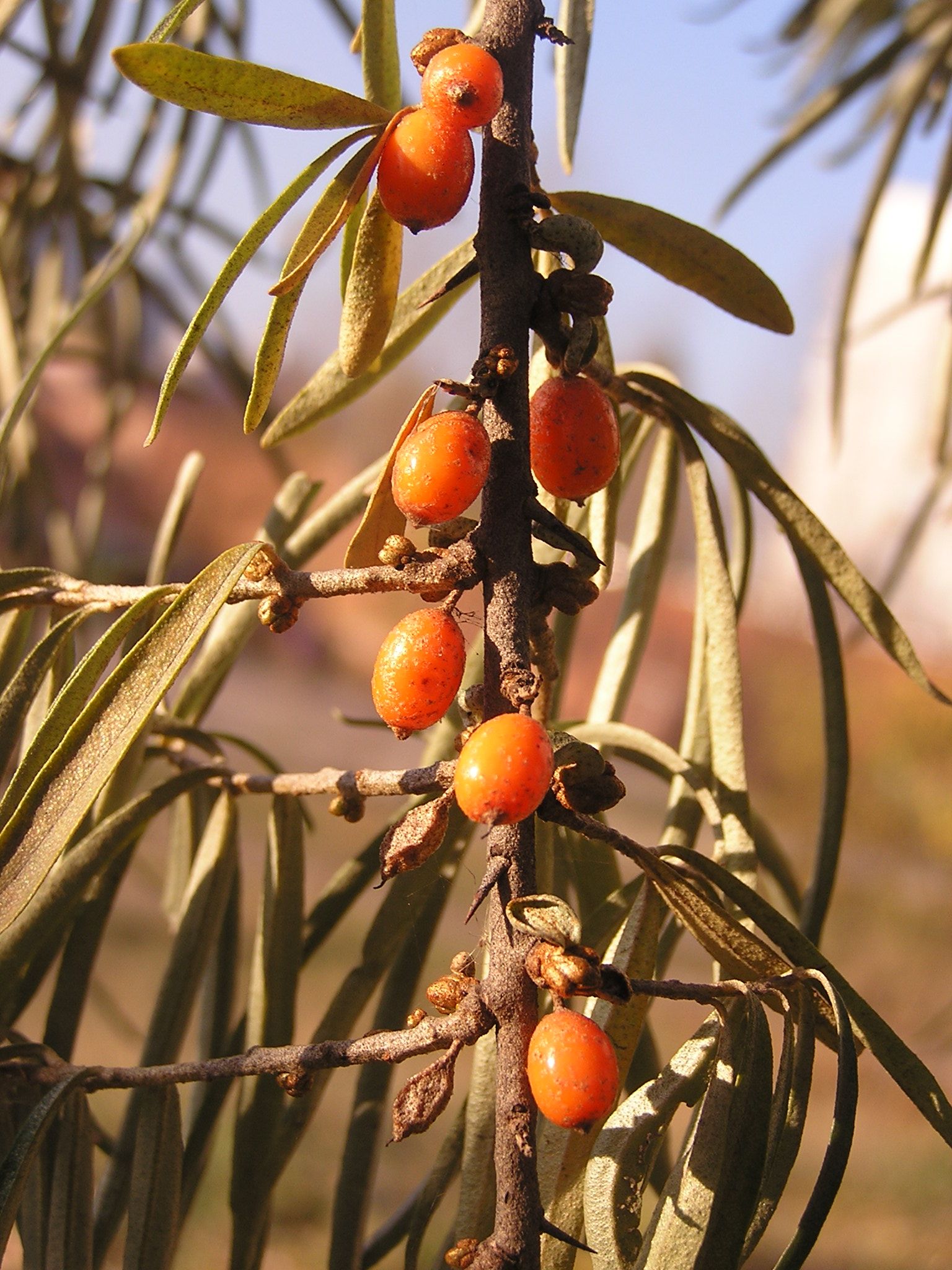 Ab plant 20