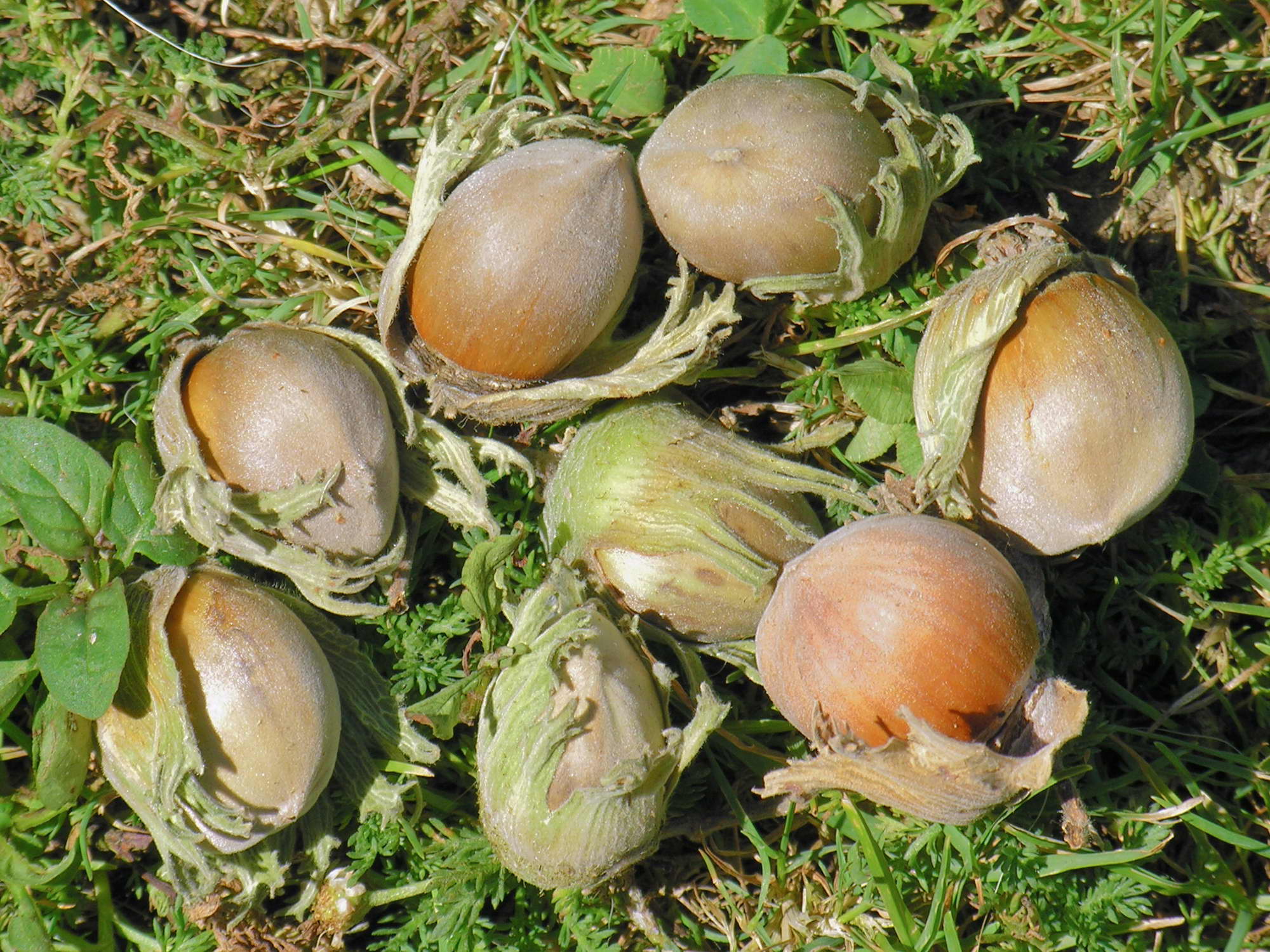 Abelas Bastavales Galicia 011