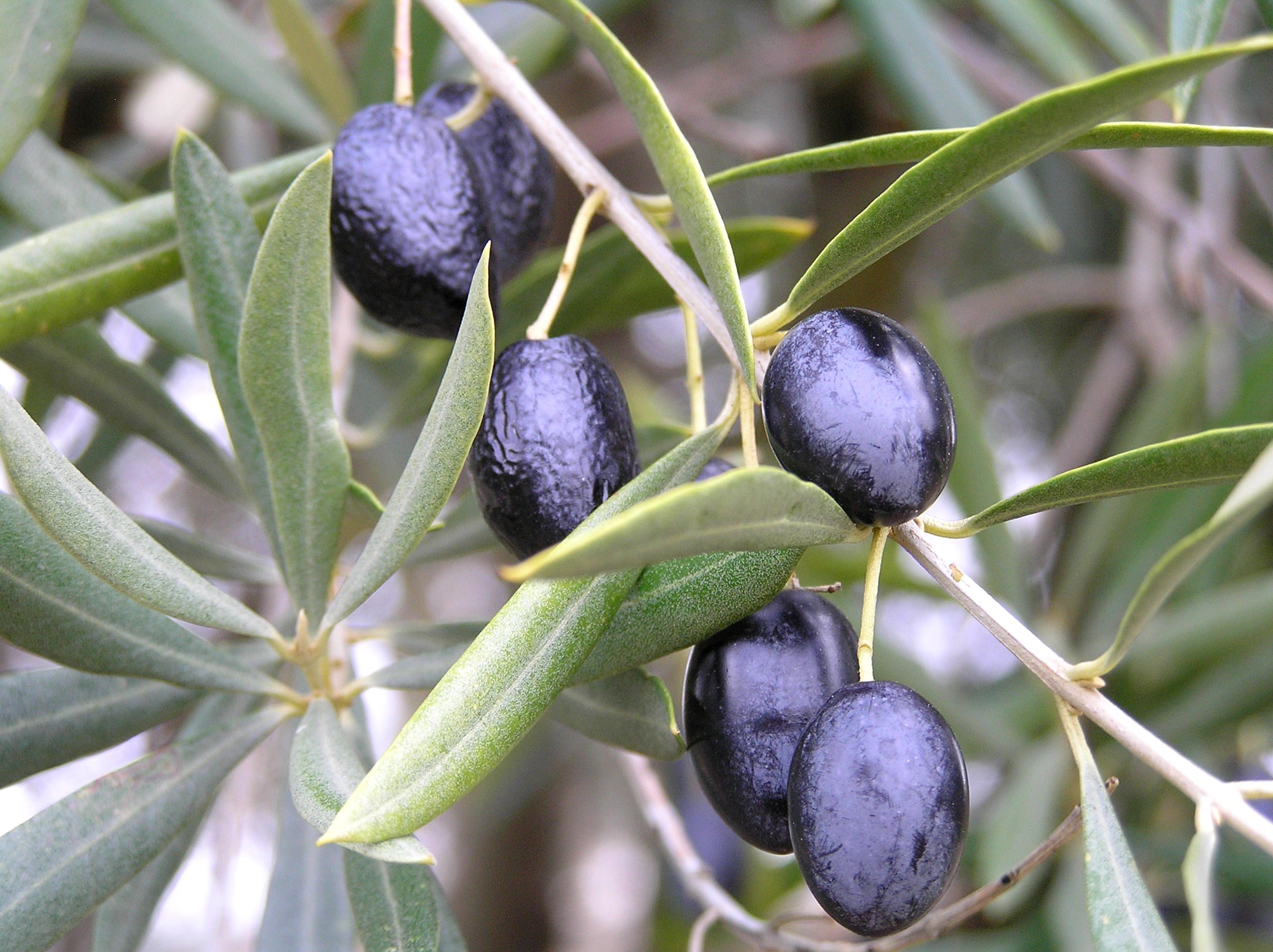 Aceitunas maduras