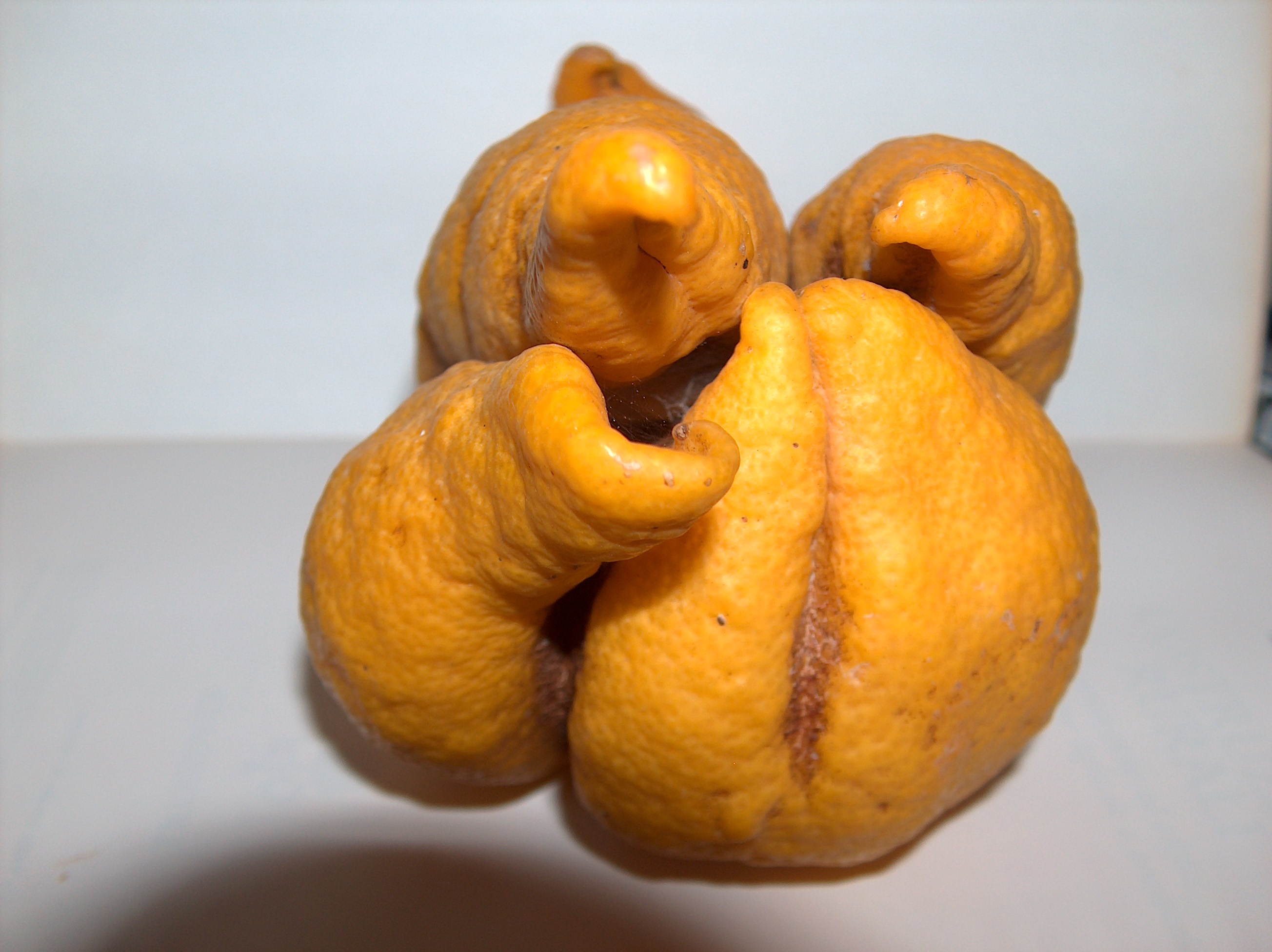Aceria sheldoni 2