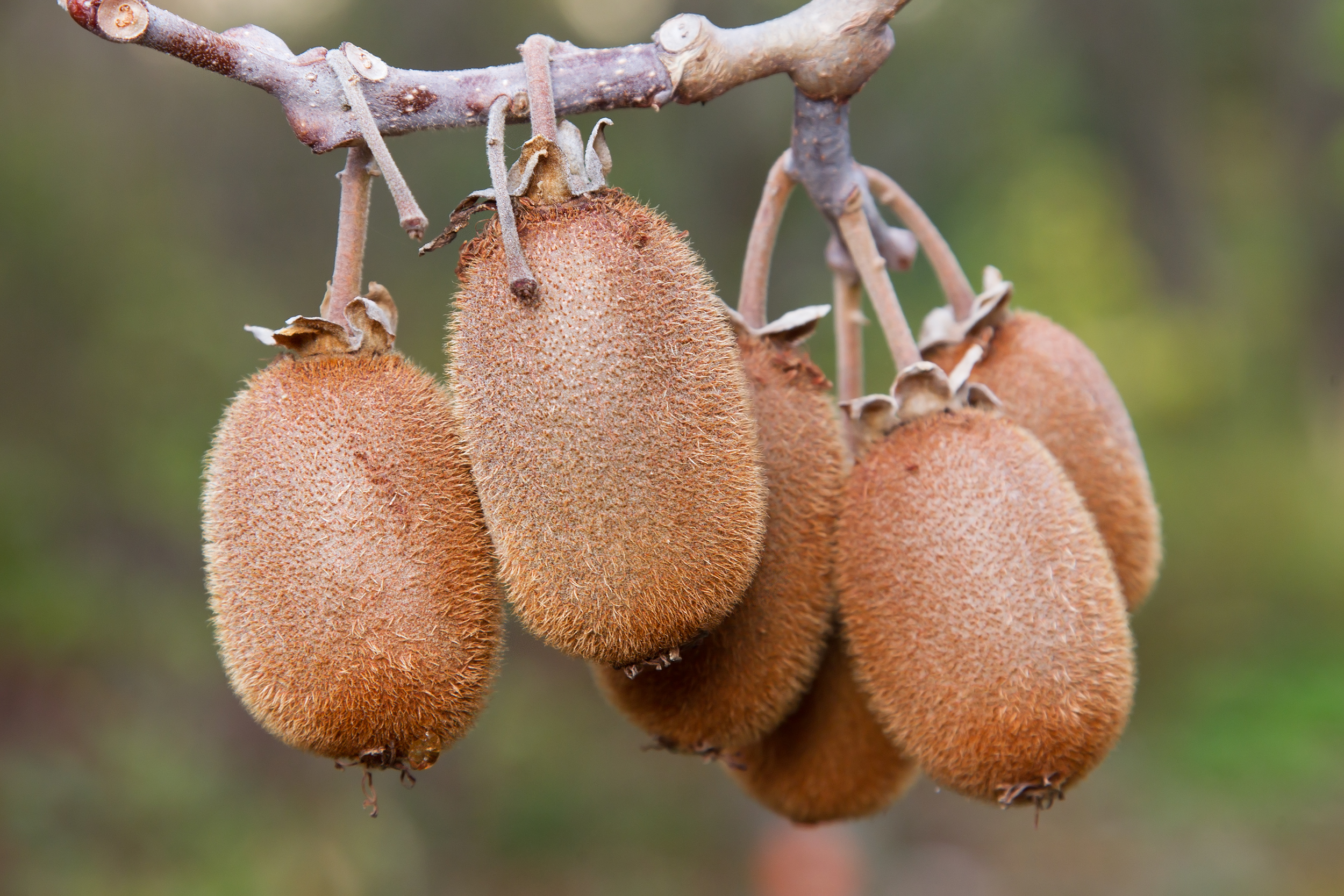 Actinidia chinensis - Austins Ferry
