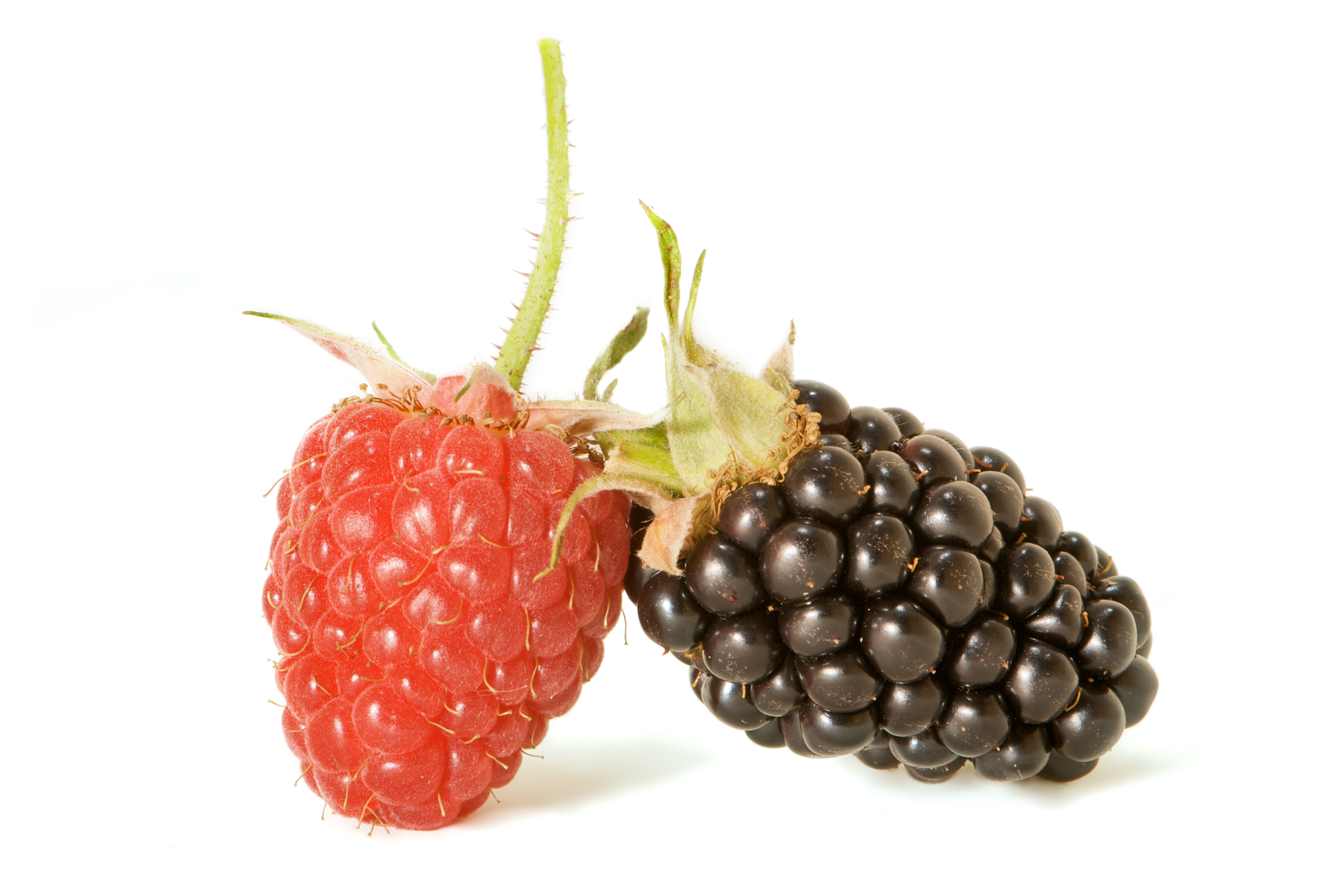 AD2009Aug13 Rubus 01