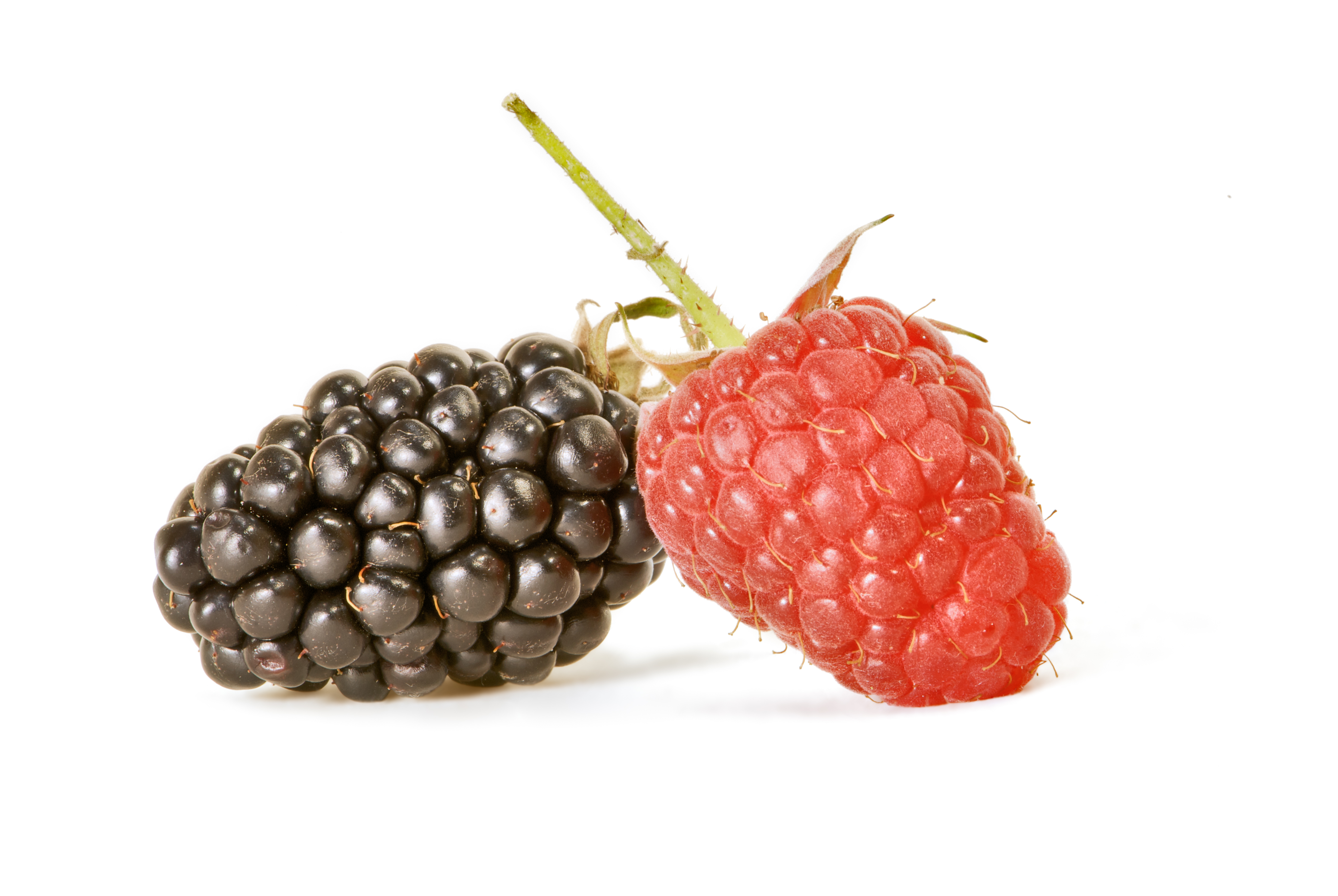 AD2009Aug13 Rubus 02