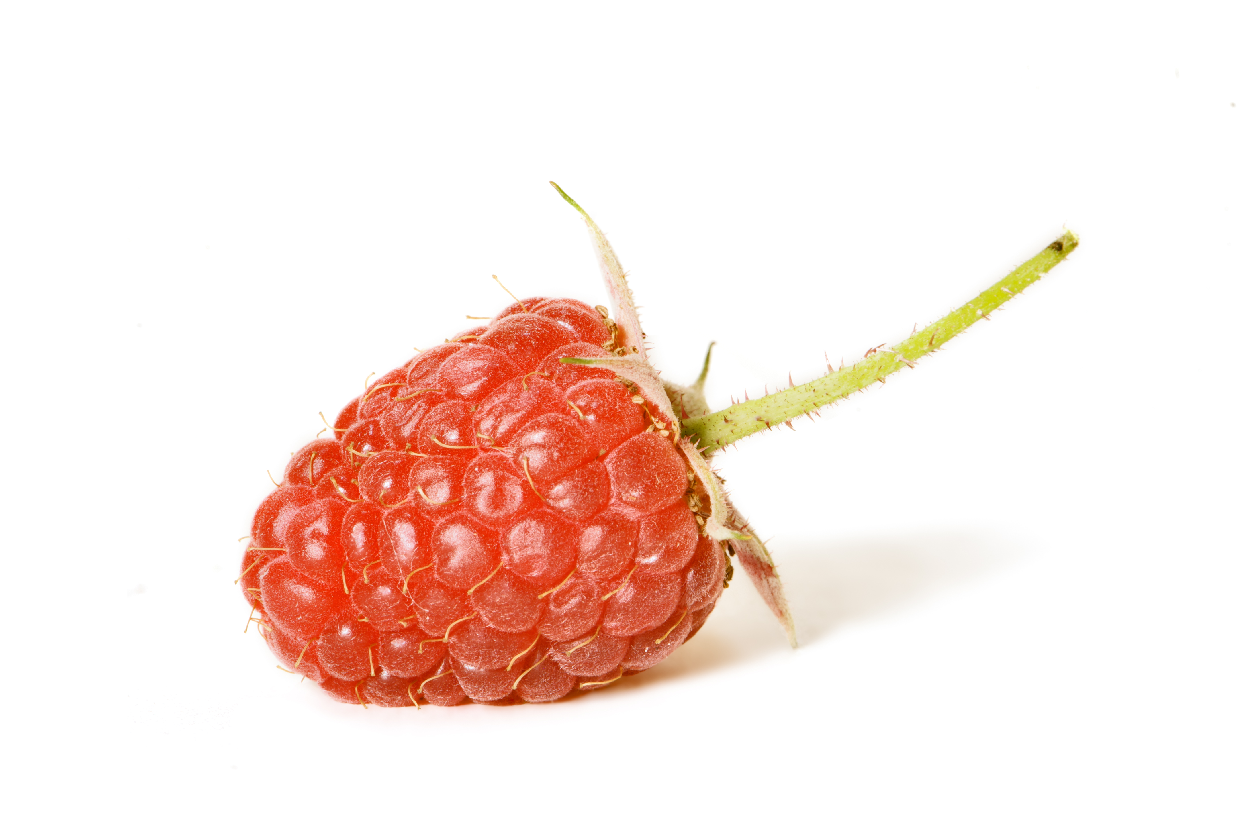 AD2009Aug13 Rubus 04