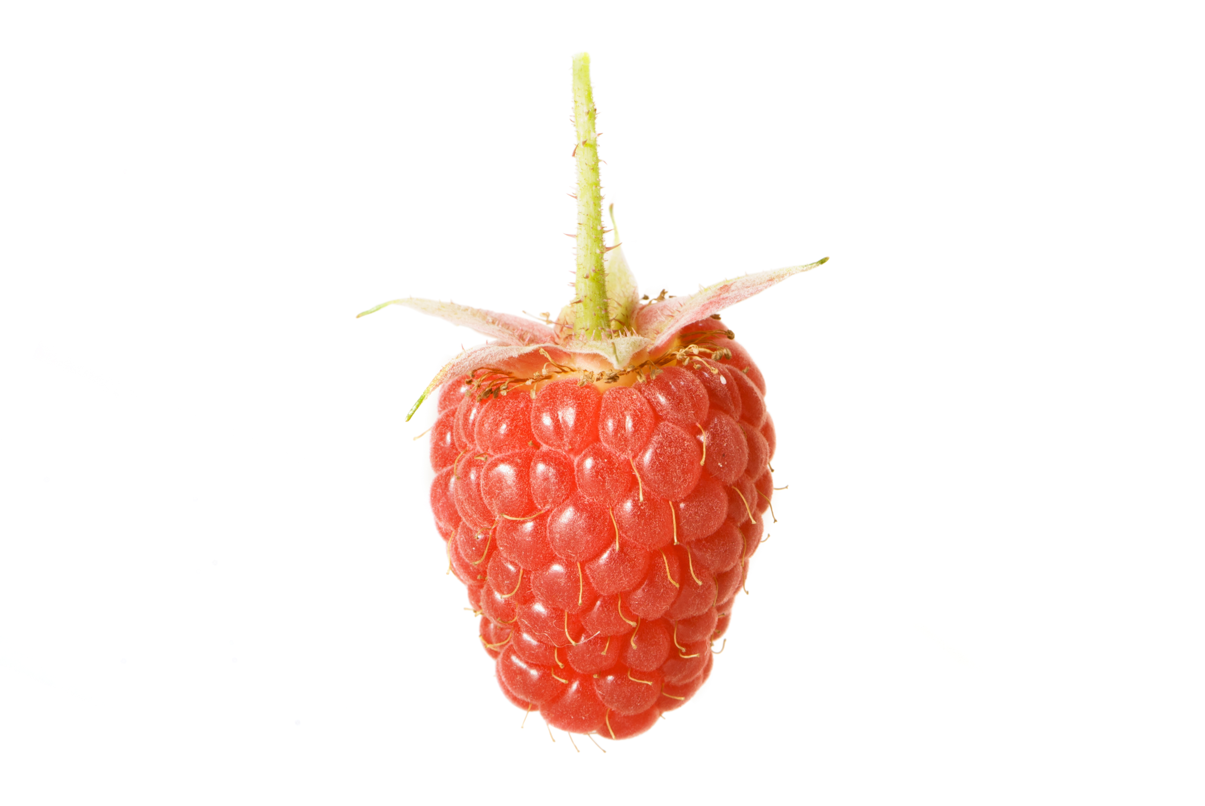 AD2009Aug13 Rubus 05