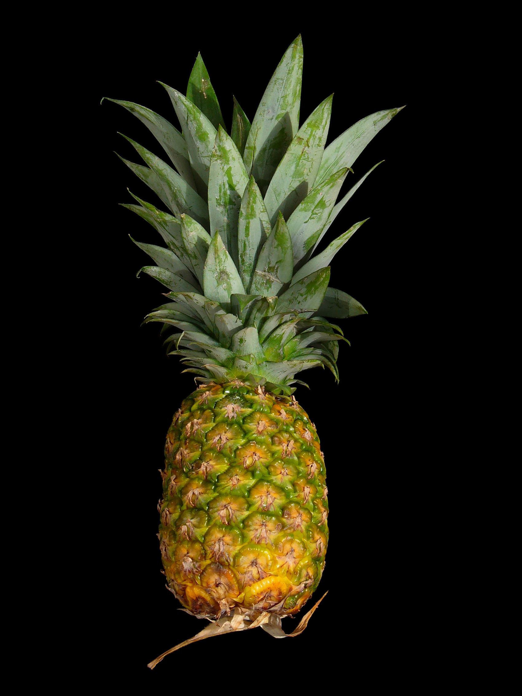 Ananas comosus 005